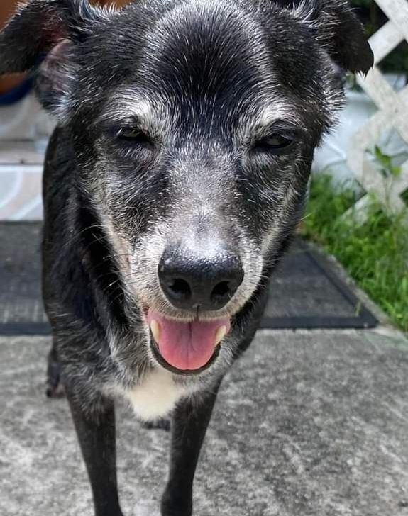 Ella, Adoptable, Senior Female Border Terrier.