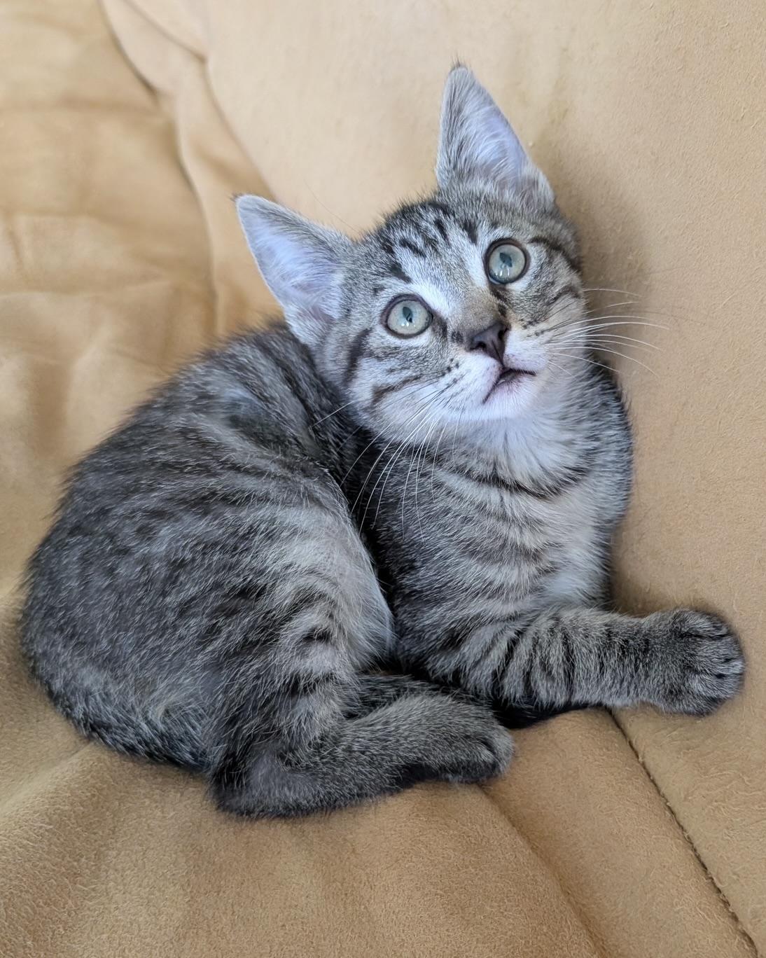 Remy (bonded with Aimee), a Adopted Domestic Short Hair in San Francisco, CA image 2/3