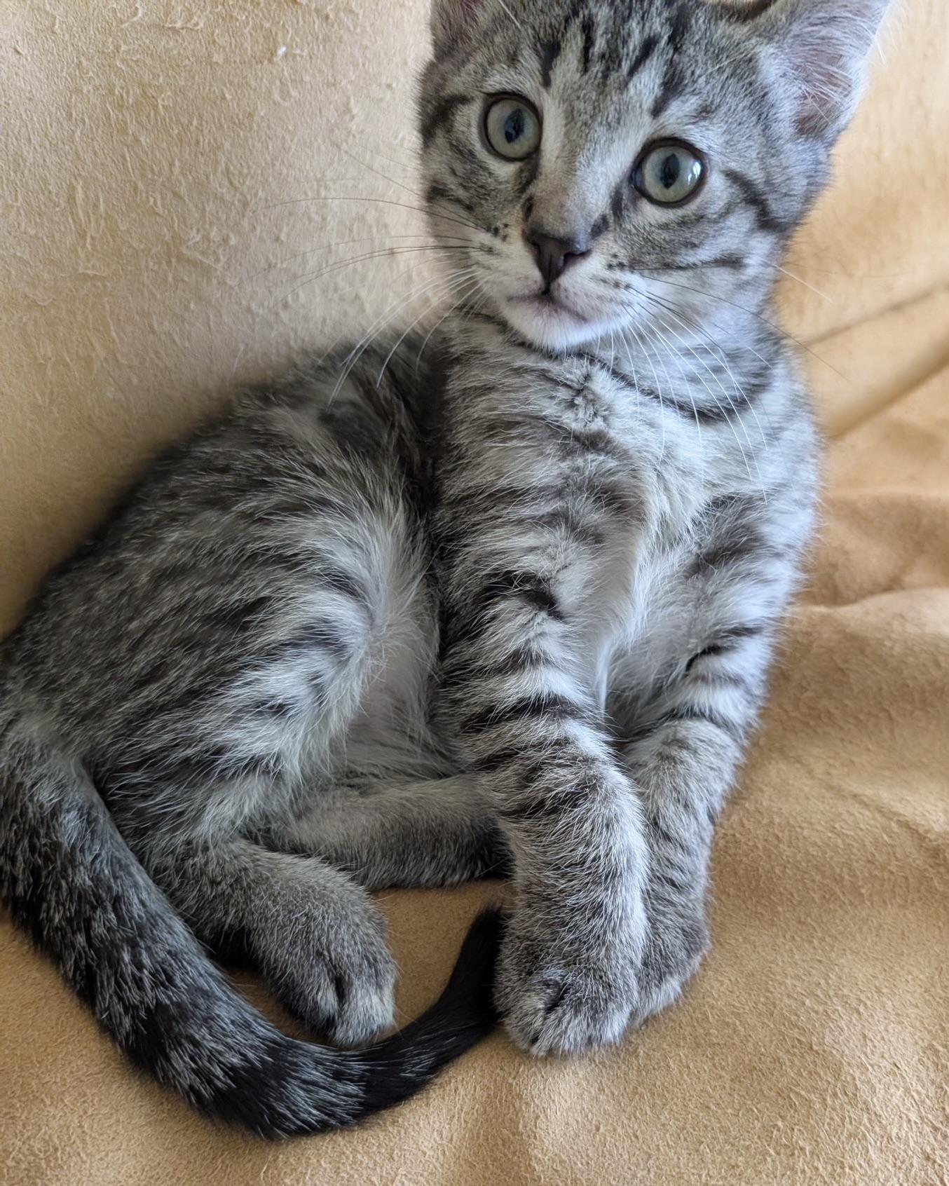 Remy (bonded with Aimee), a Adopted Domestic Short Hair in San Francisco, CA image 3/3