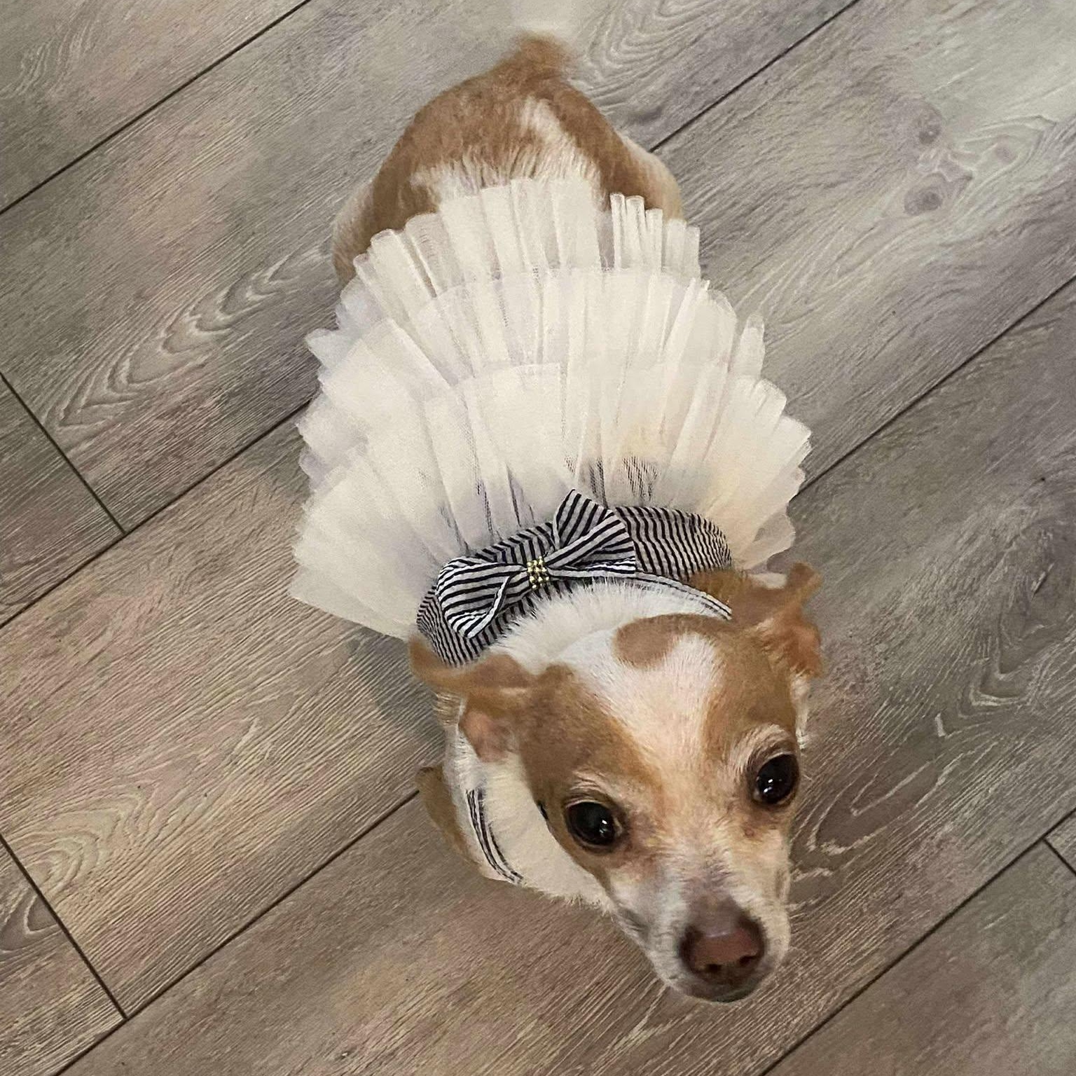 Fancy
