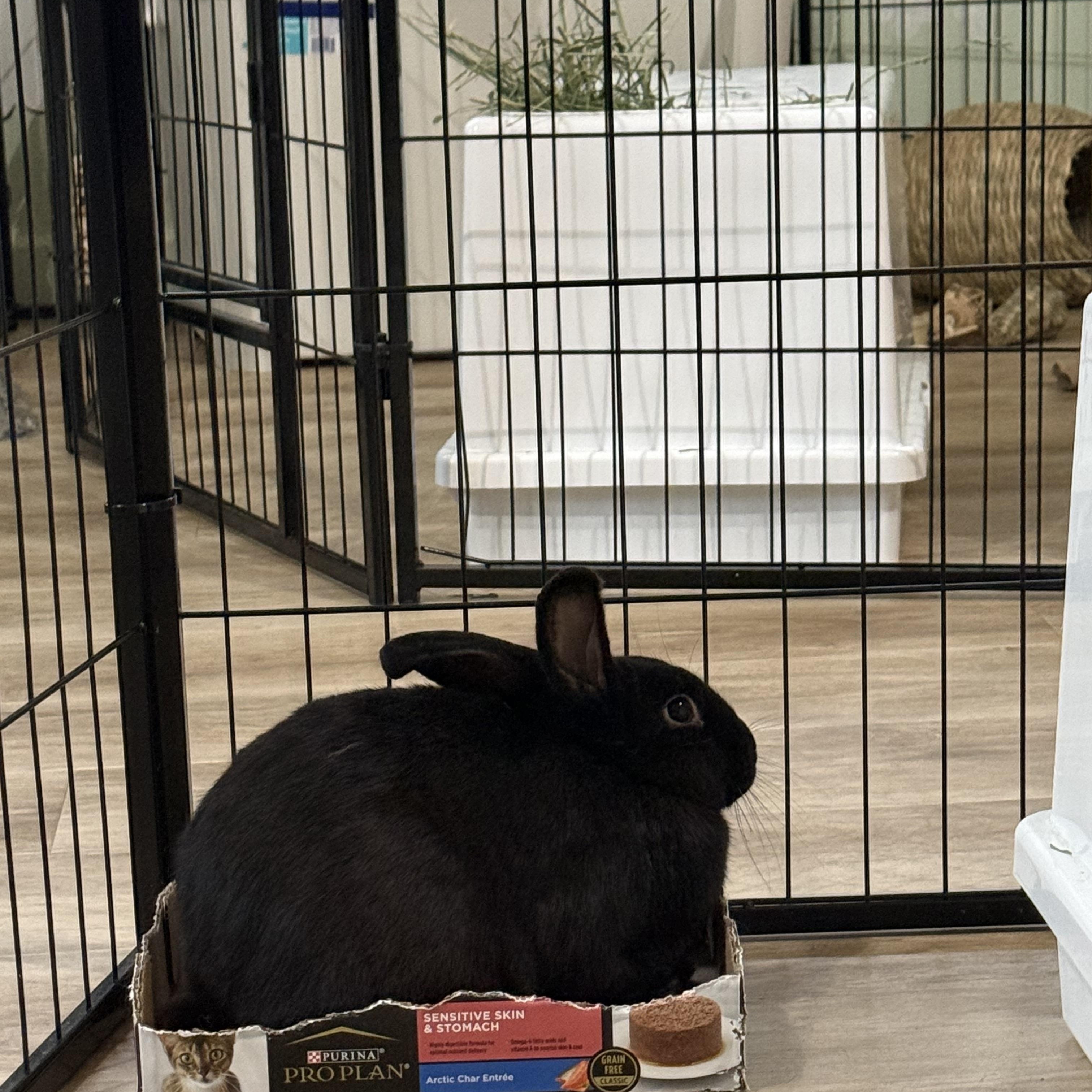 Rabbit Williams , a ADOPTABLE mixed breed in Frederick, MD image 3/5
