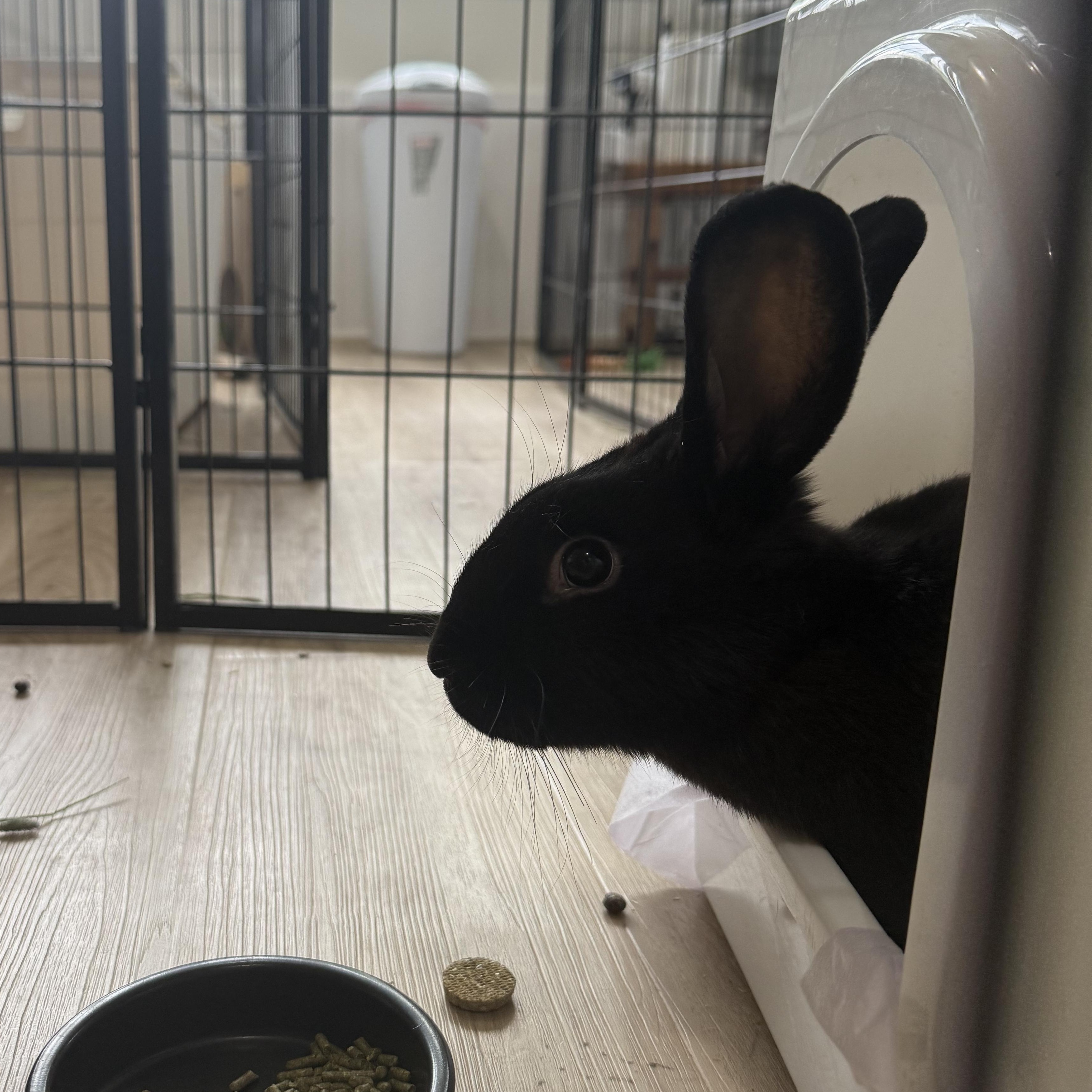 Enlarge Rabbit Williams , a ADOPTABLE mixed breed in Frederick, MD image 3/4