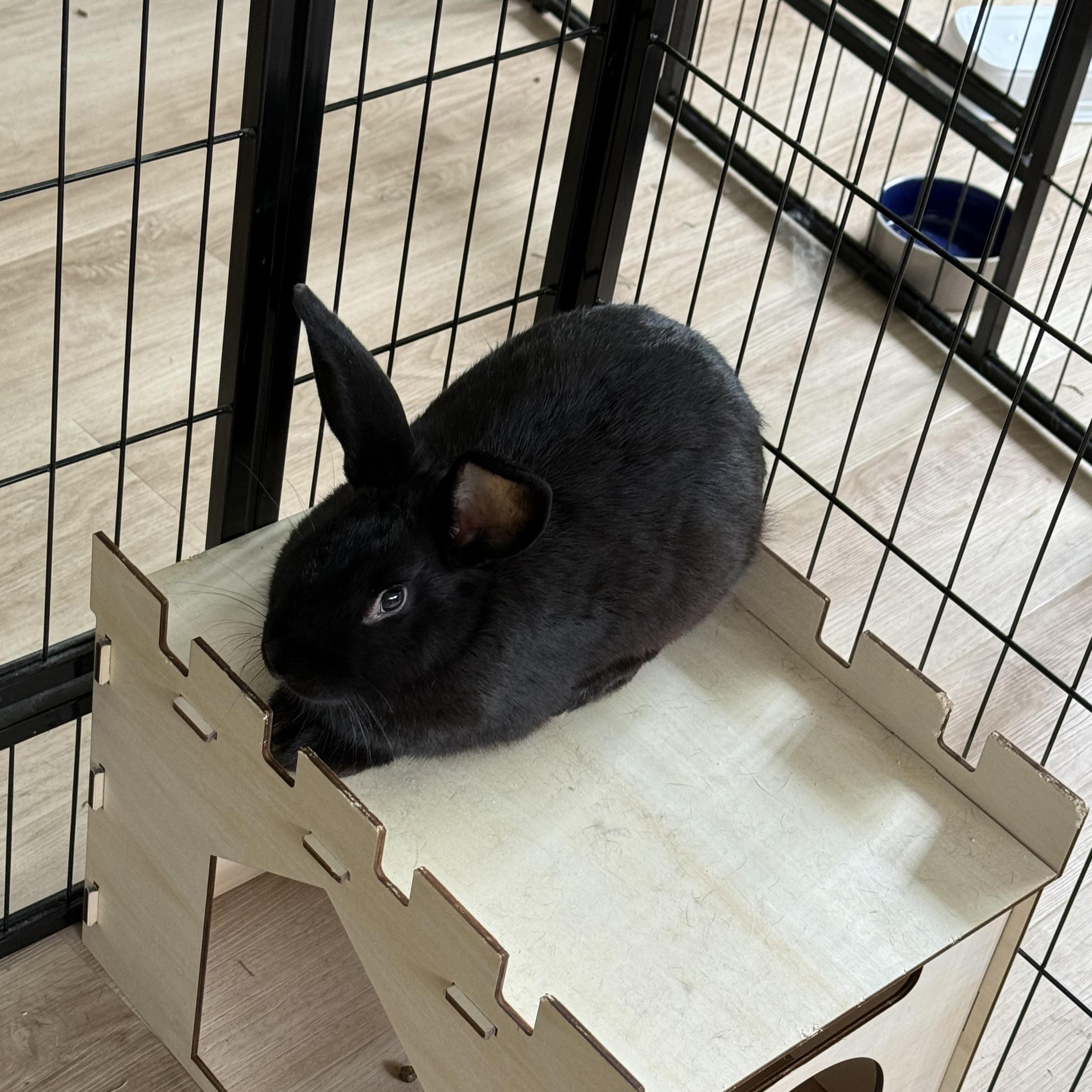 Rabbit Williams , a ADOPTABLE mixed breed in Frederick, MD image 4/5