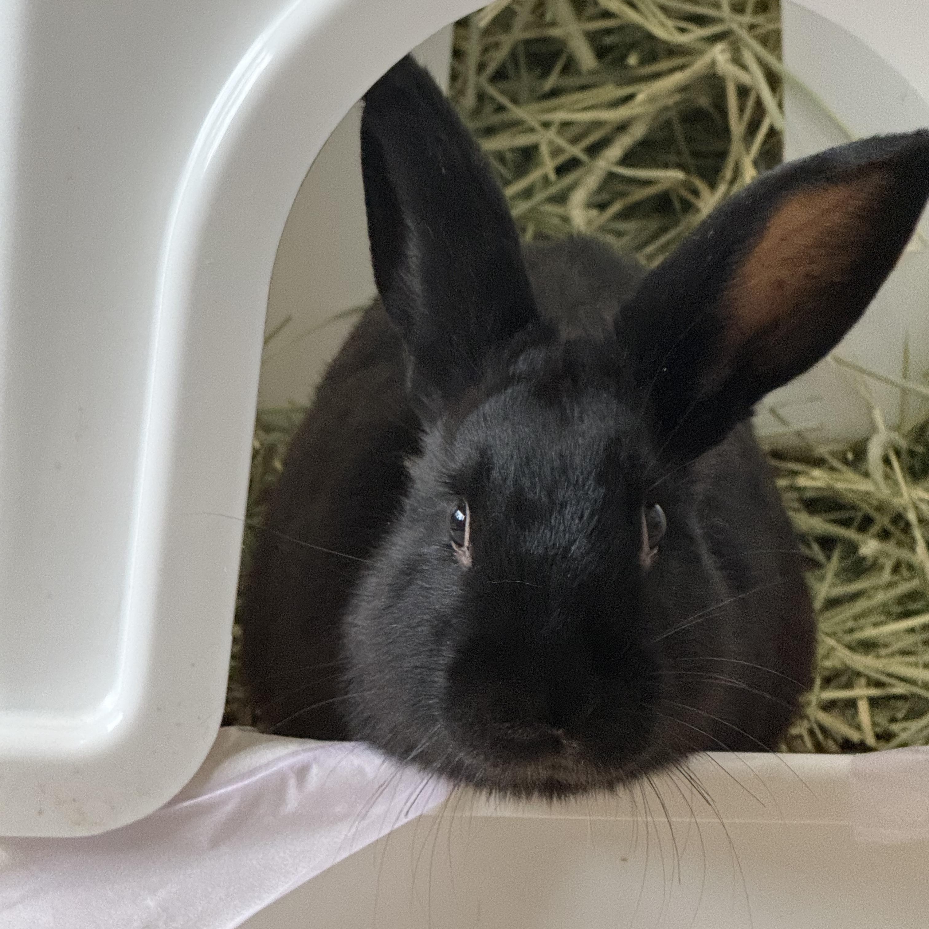 Enlarge Rabbit Williams , a ADOPTABLE mixed breed in Frederick, MD image 2/4