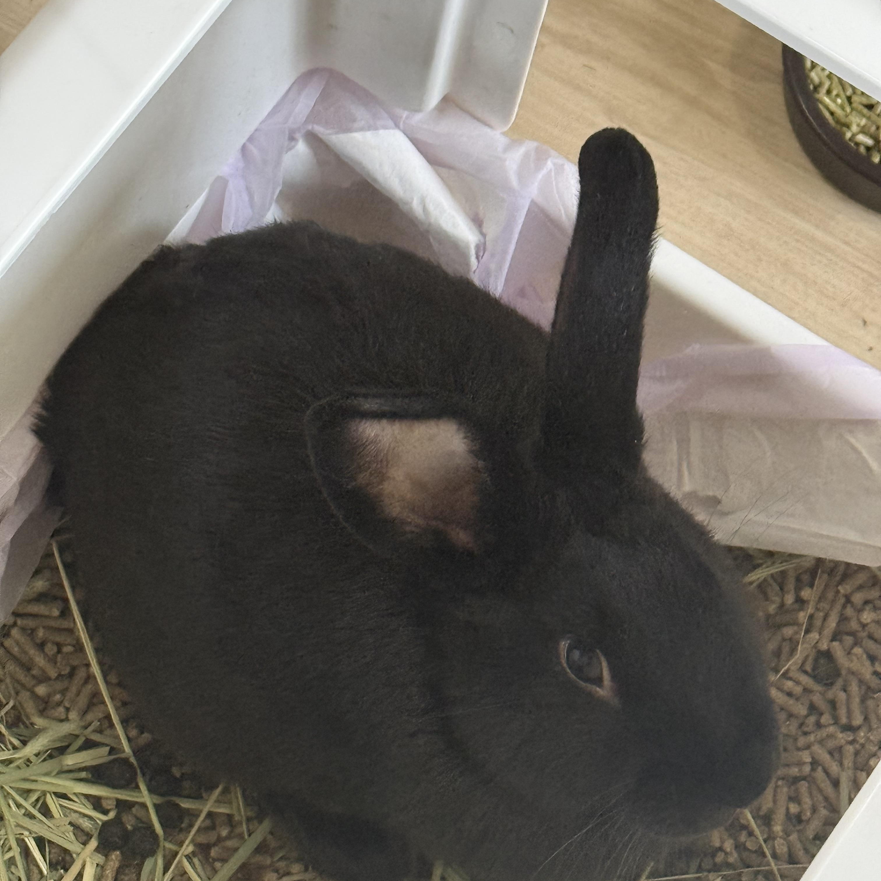 Enlarge Rabbit Williams , a ADOPTABLE mixed breed in Frederick, MD image 4/4