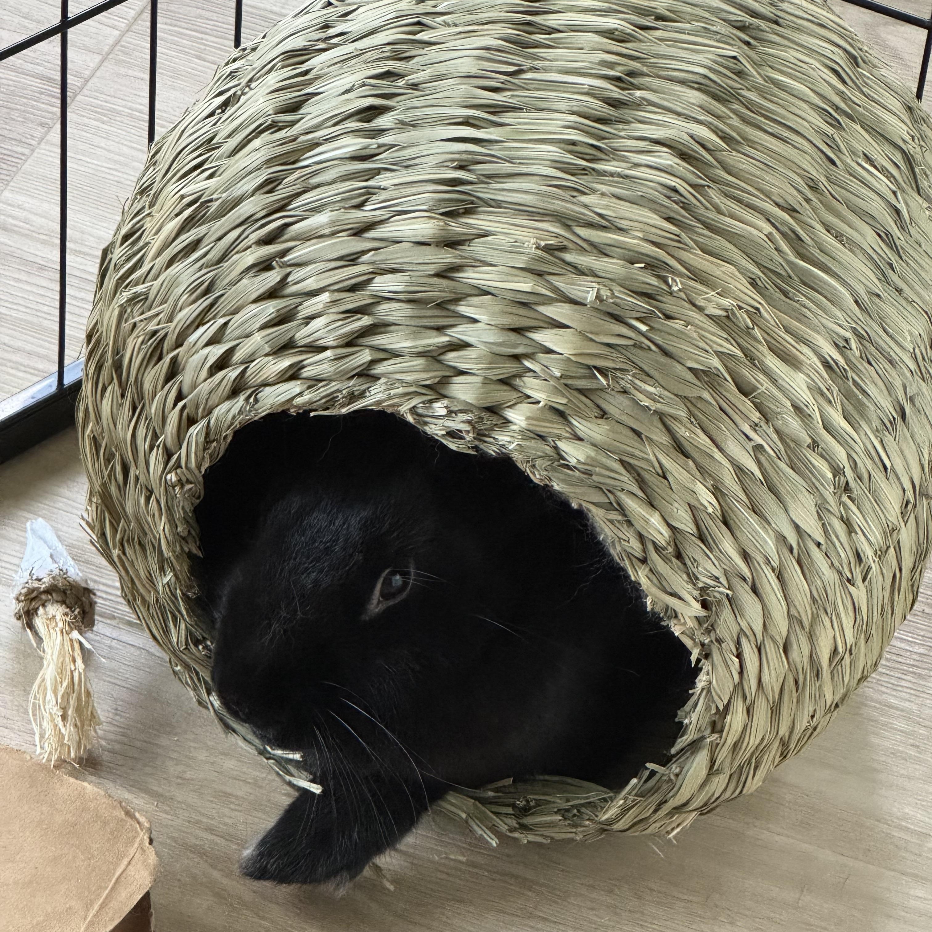 Enlarge Rabbit Williams , a ADOPTABLE mixed breed in Frederick, MD image 3/5