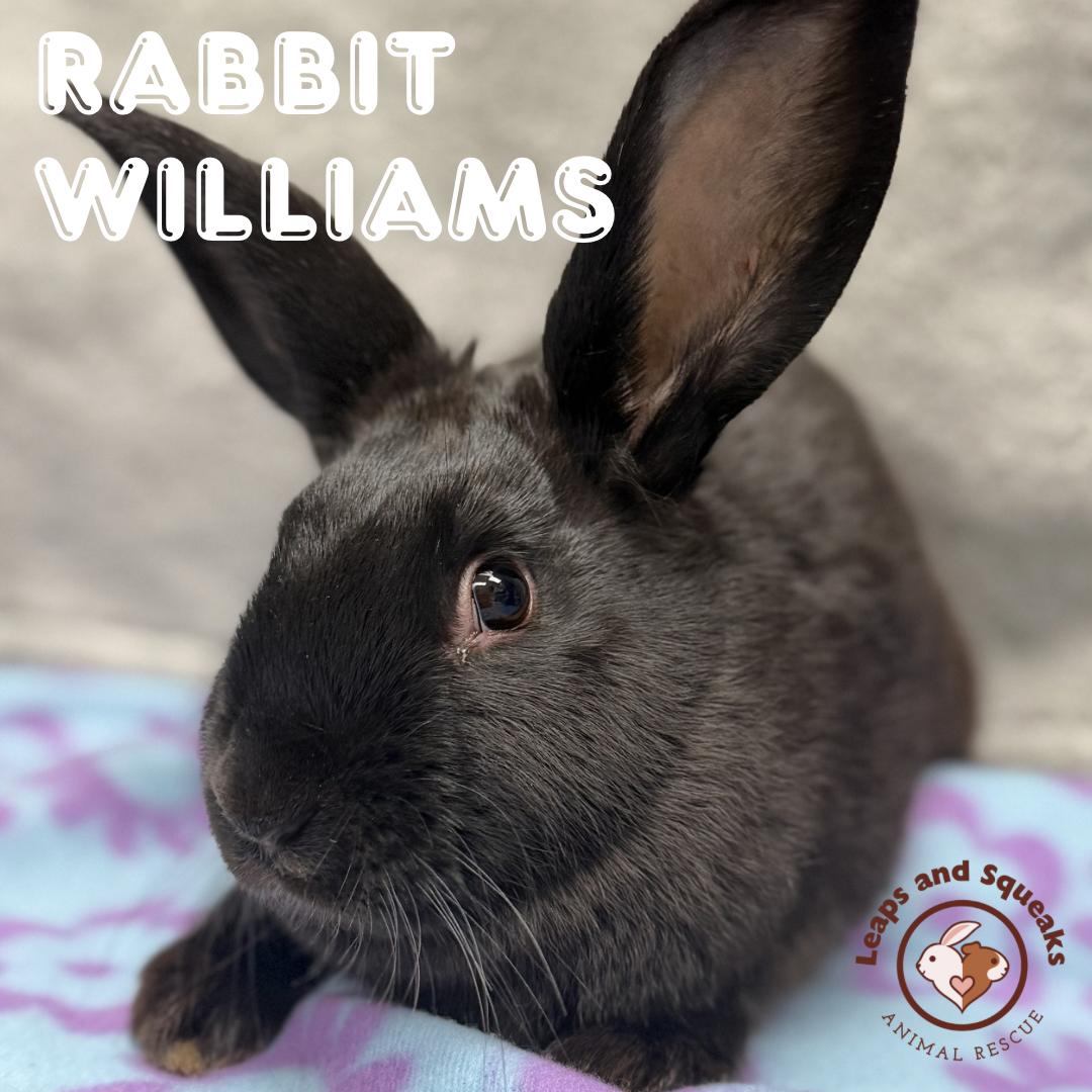 Rabbit Williams , ADOPTABLE, Young Male American.