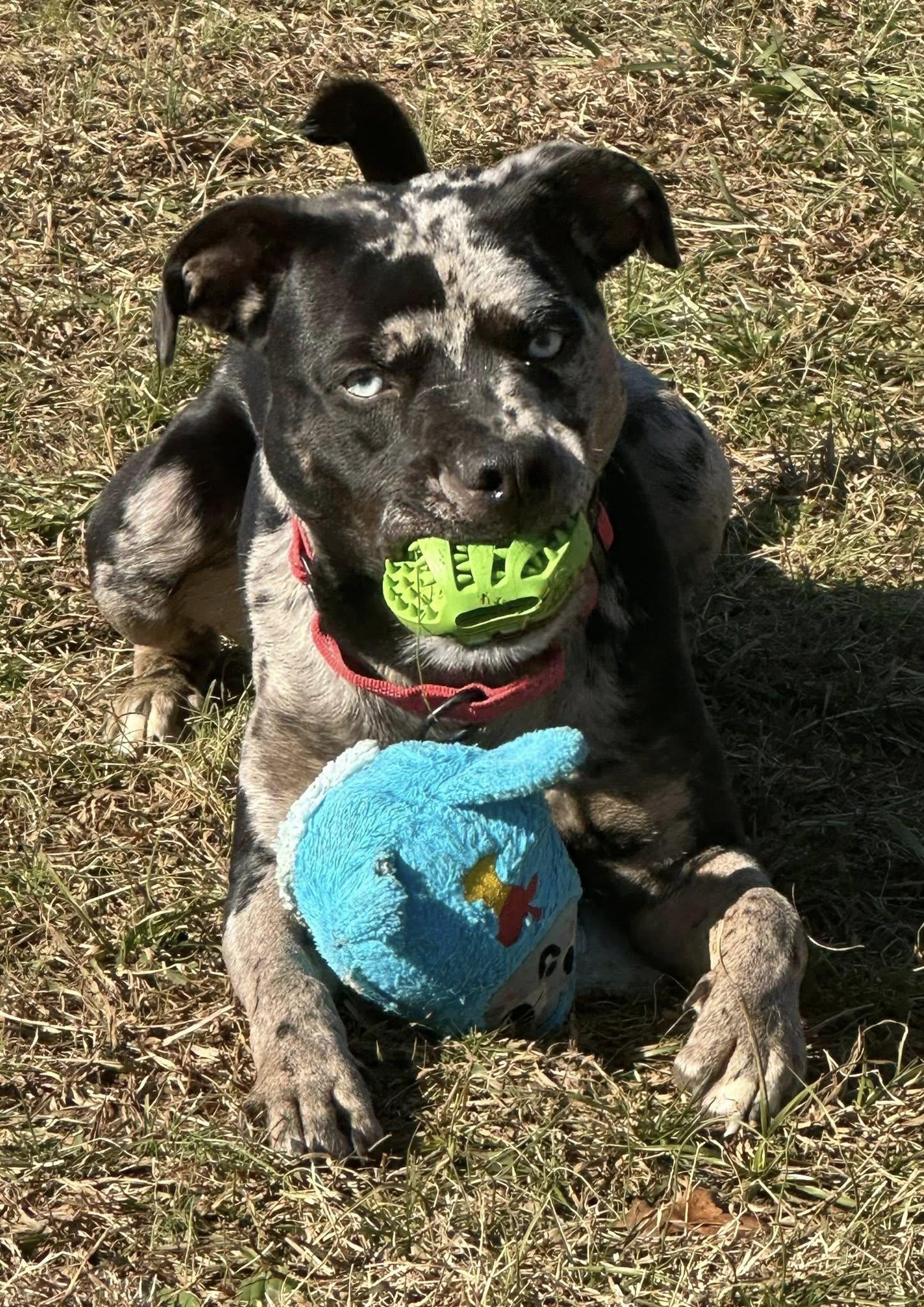 Cookie, an adopted mixed breed in Lebanon, TN image 2/6