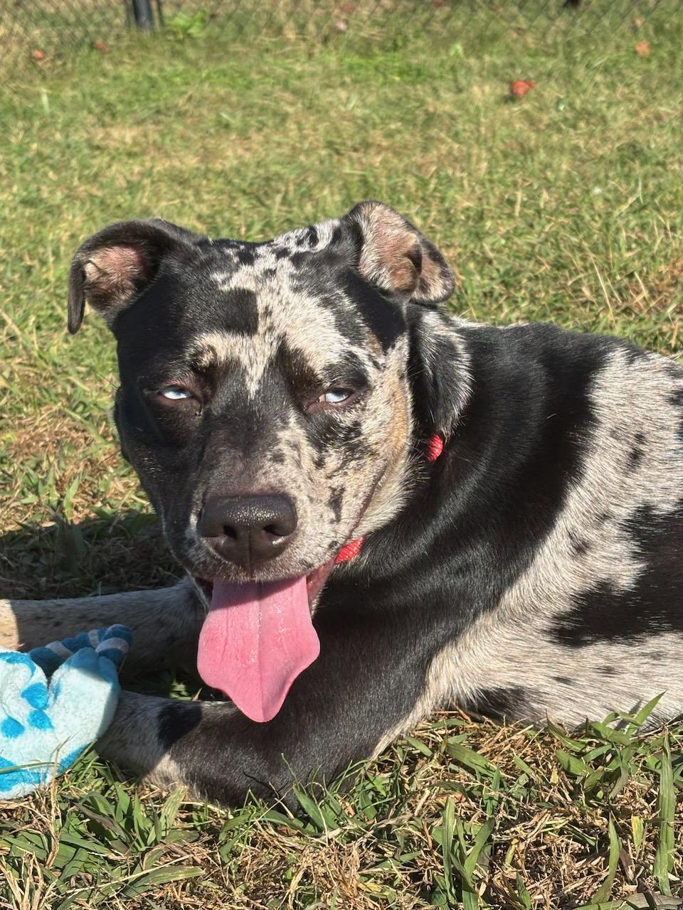 Cookie, an adopted mixed breed in Lebanon, TN image 5/6