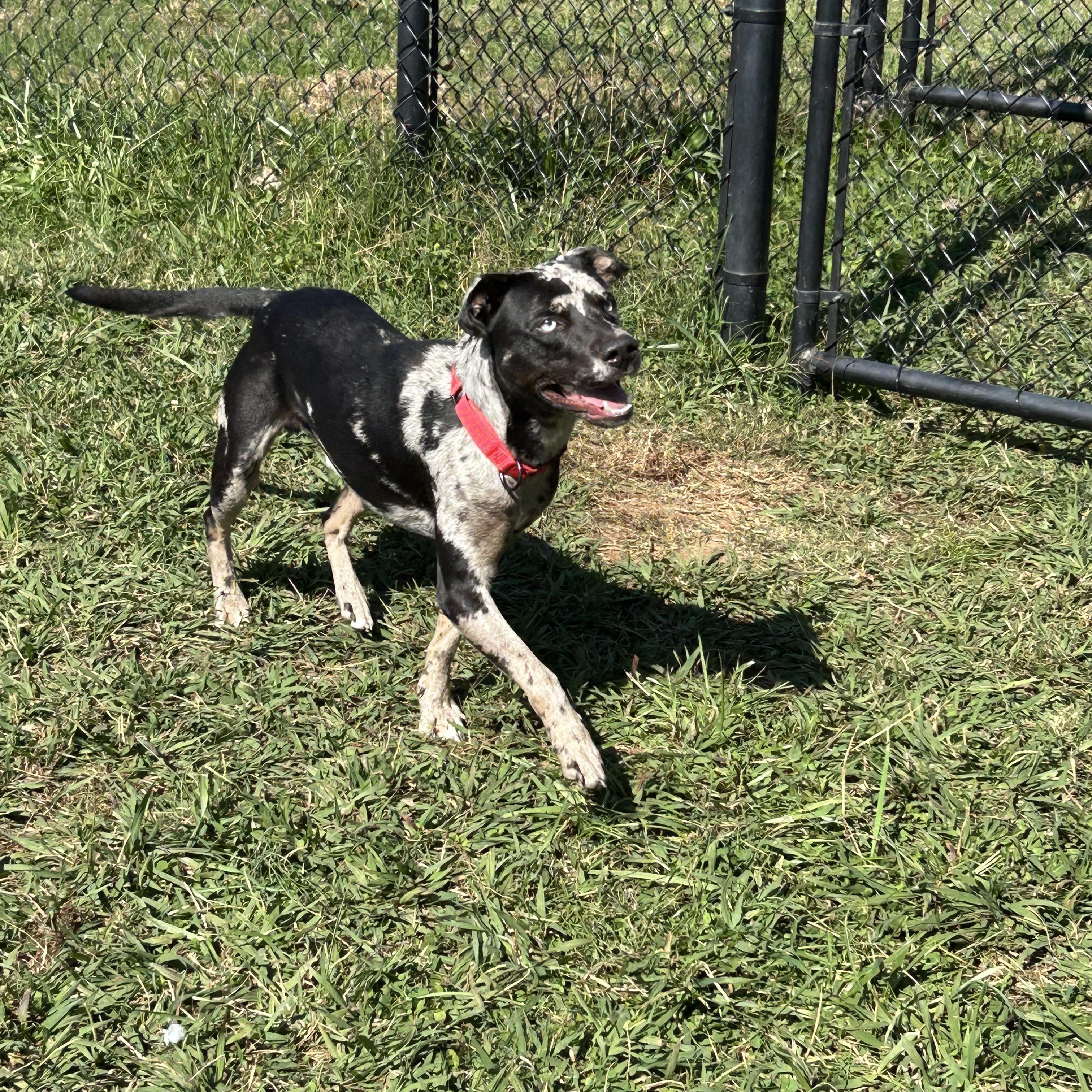 Cookie, a Adoptable mixed breed in Lebanon, TN image 3/4