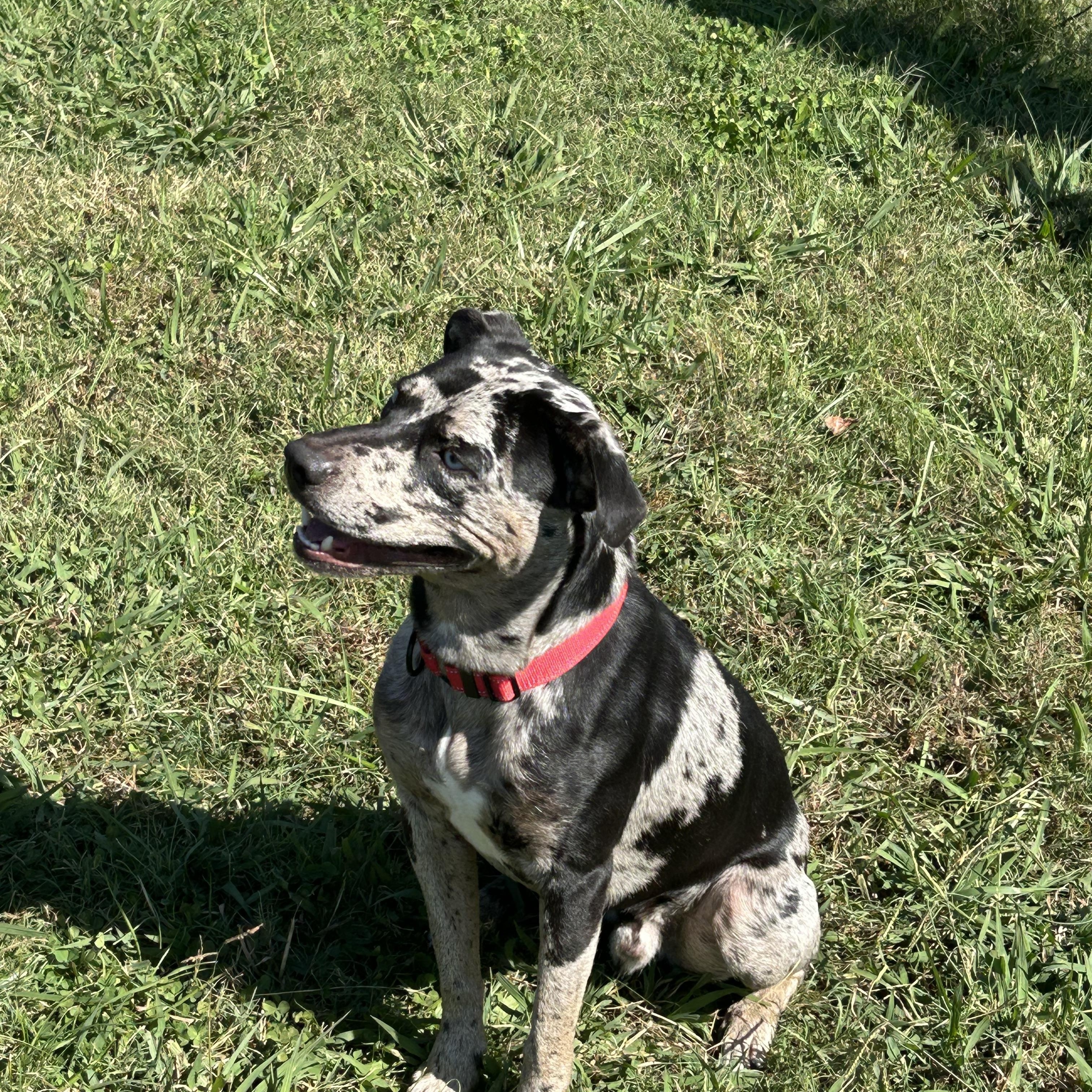 Cookie, a Adoptable mixed breed in Lebanon, TN image 4/4