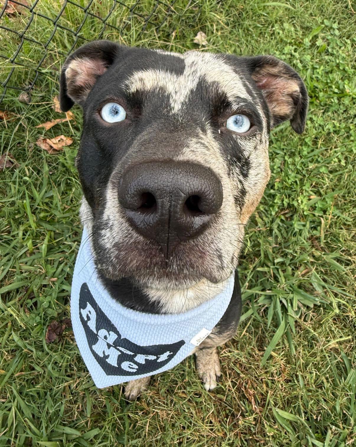 Cookie, a Adoptable mixed breed in Lebanon, TN image 1/4