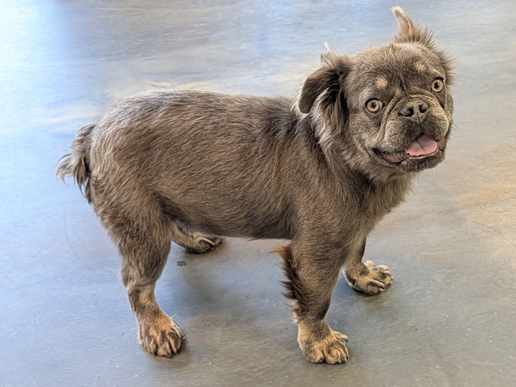Enlarge MAXX (Clover), an adoptable French Bulldog in Jesup, GA image 4/5