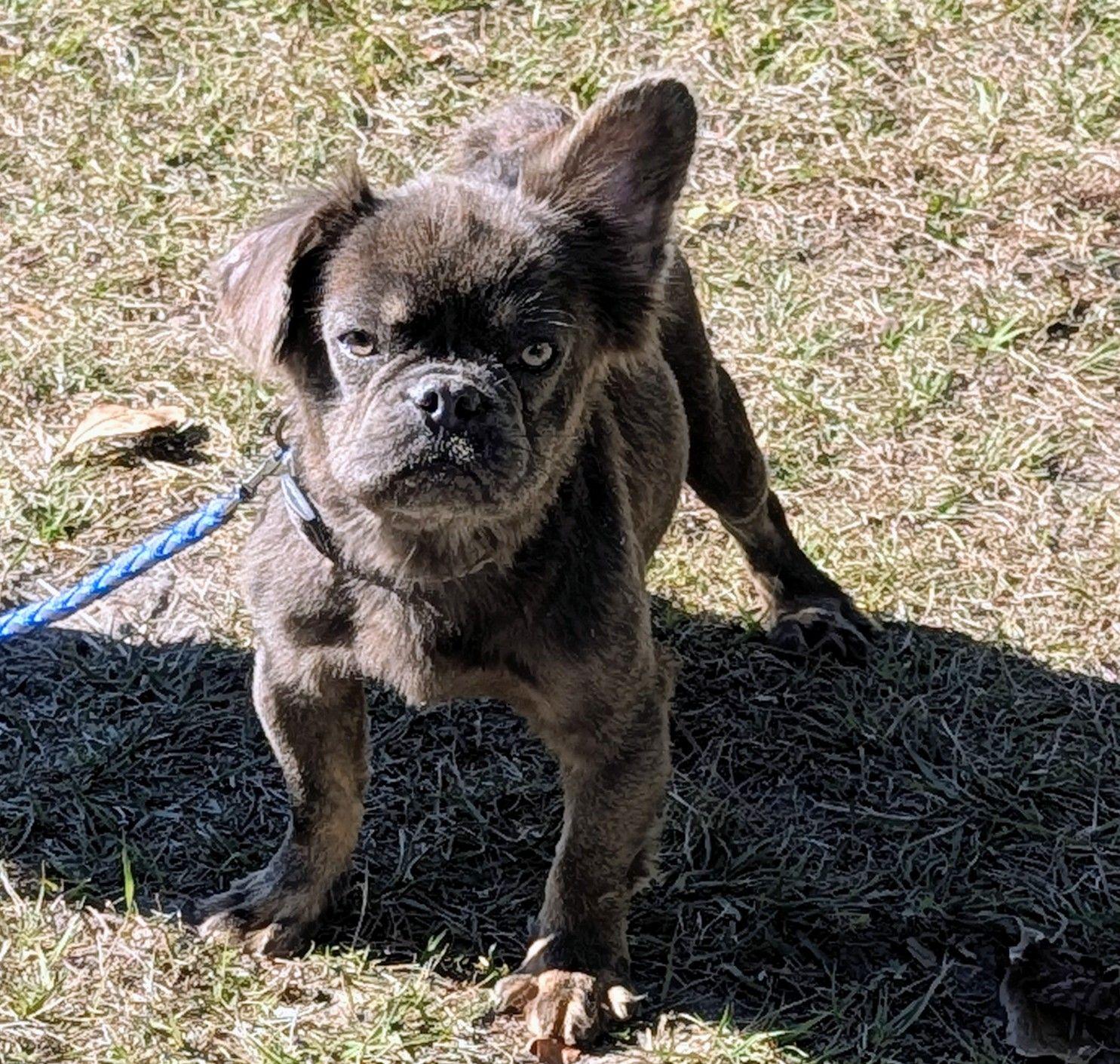 Enlarge MAXX (Clover), a ADOPTABLE French Bulldog in Jesup, GA image 1/5