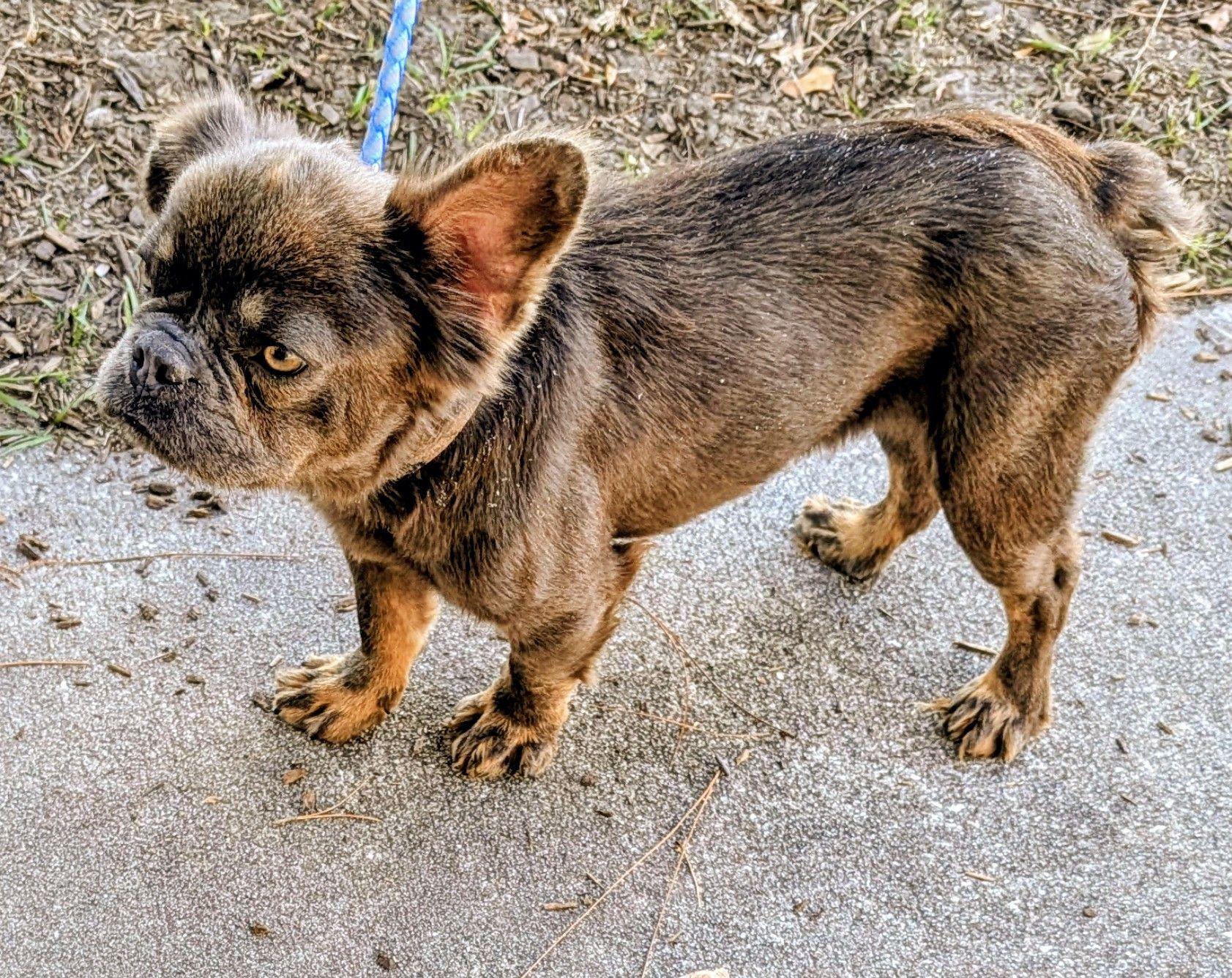 Enlarge MAXX (Clover), a ADOPTABLE French Bulldog in Jesup, GA image 2/5