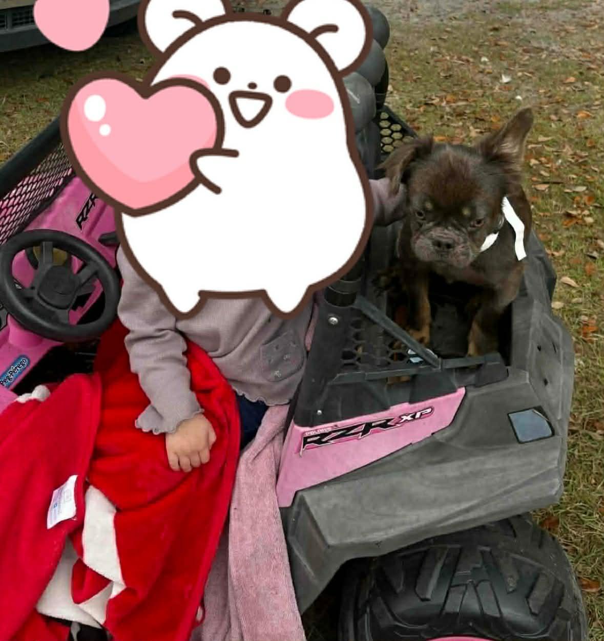 Enlarge MAXX (Clover), a ADOPTABLE French Bulldog in Jesup, GA image 5/5