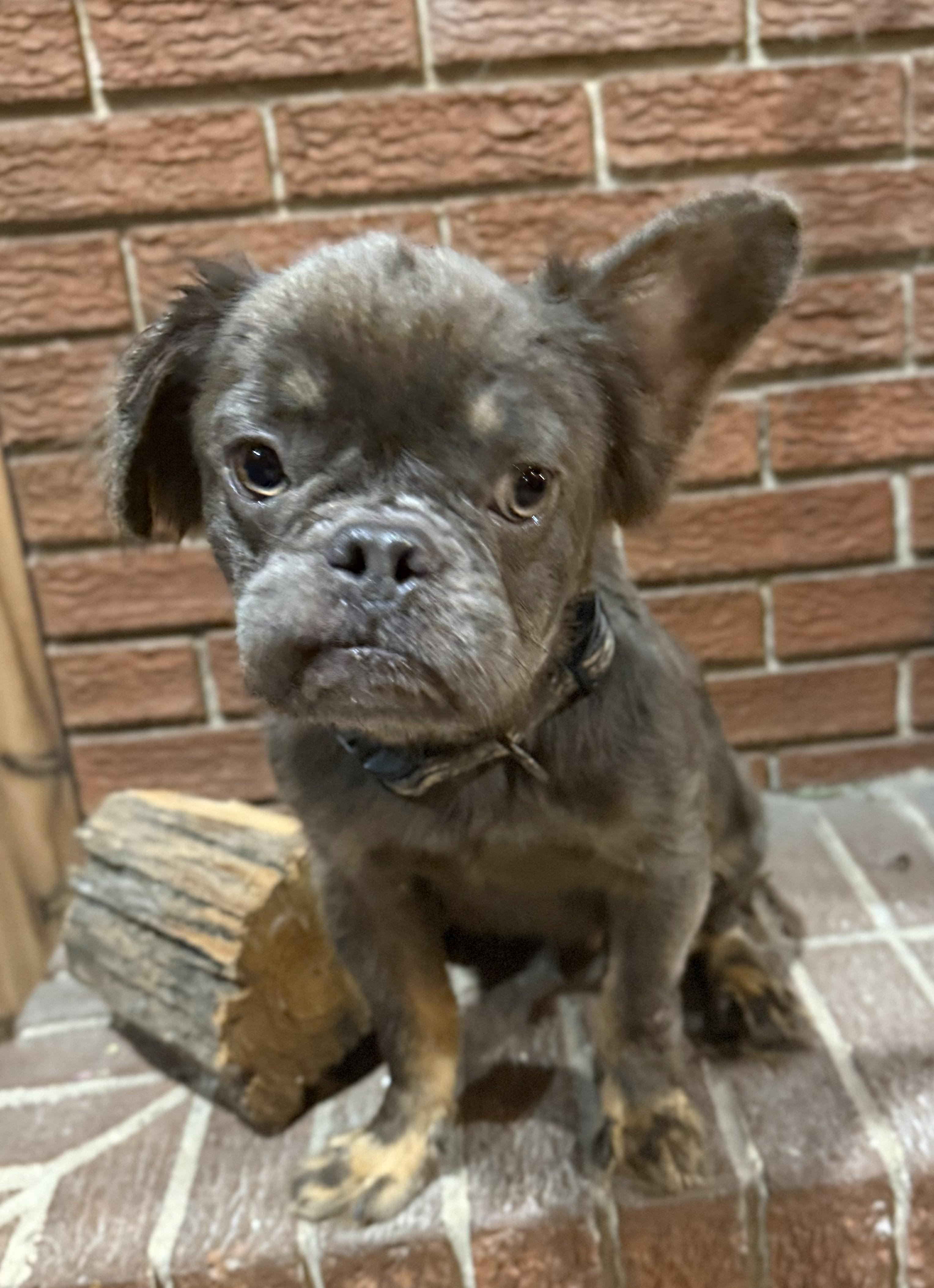 Enlarge MAXX (Clover), a ADOPTABLE French Bulldog in Jesup, GA image 3/5