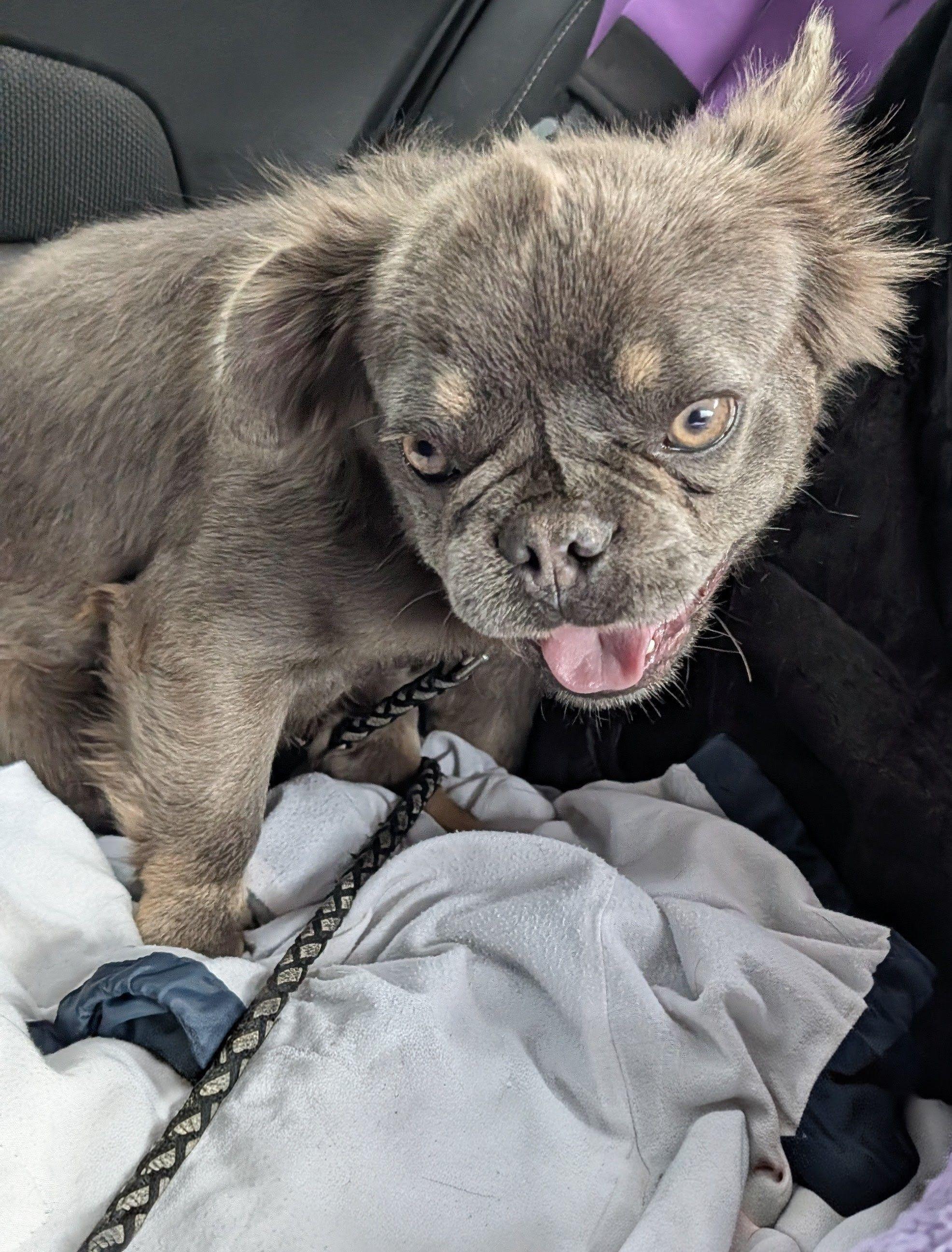 Enlarge MAXX (Clover), an adoptable French Bulldog in Jesup, GA image 1/5