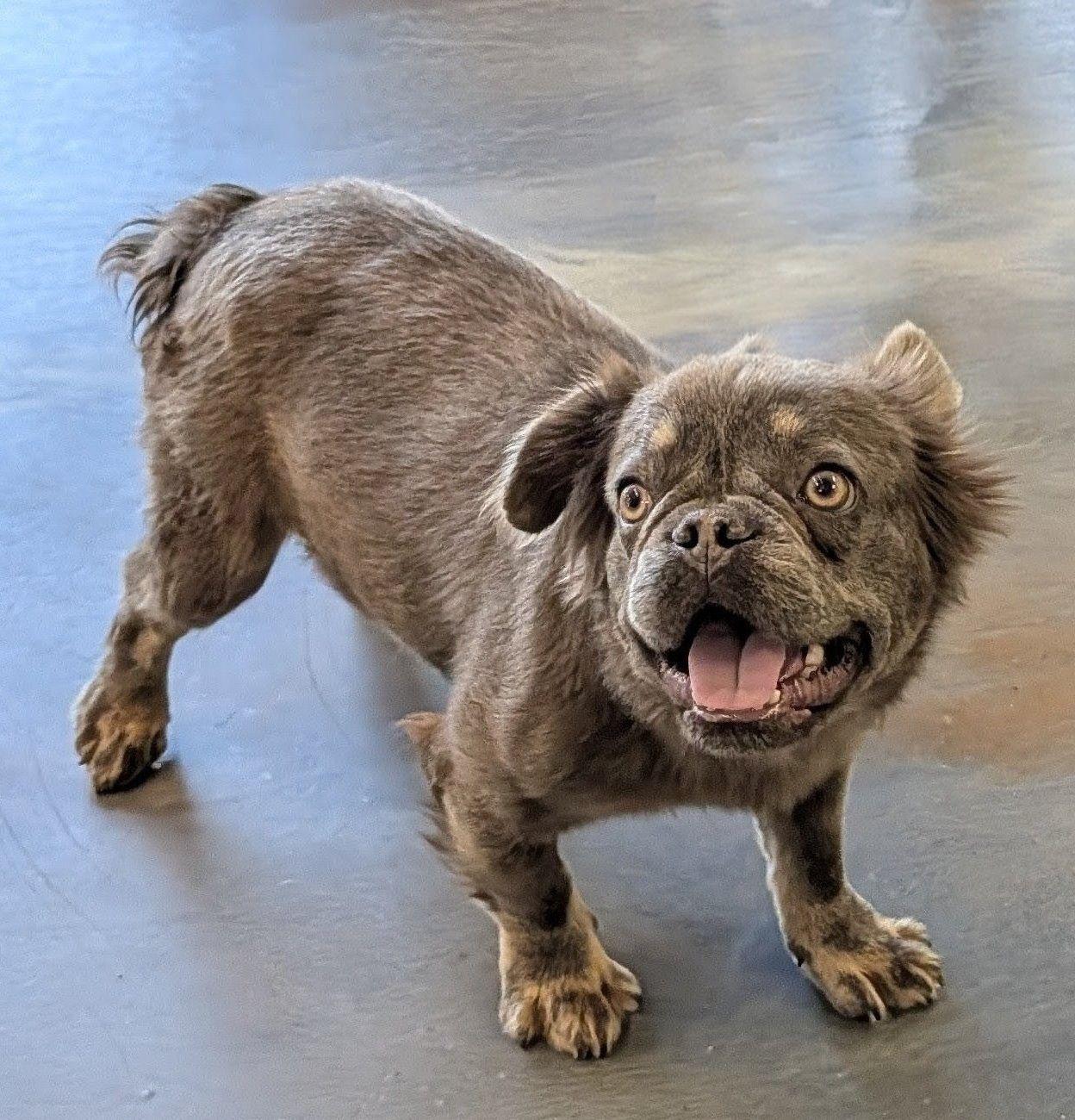 Enlarge MAXX (Clover), an adoptable French Bulldog in Jesup, GA image 2/5