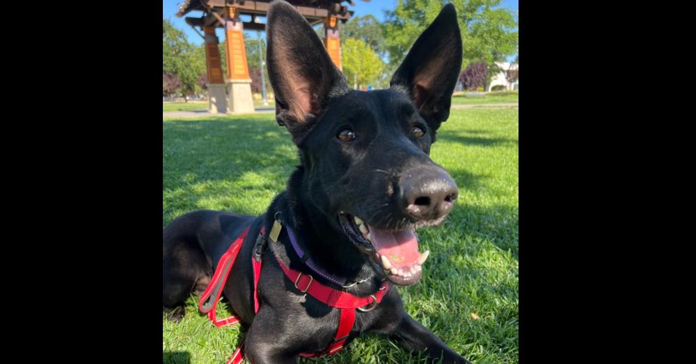 Ari, Adoptable, Young Female German Shepherd Dog & Doberman Pinscher.