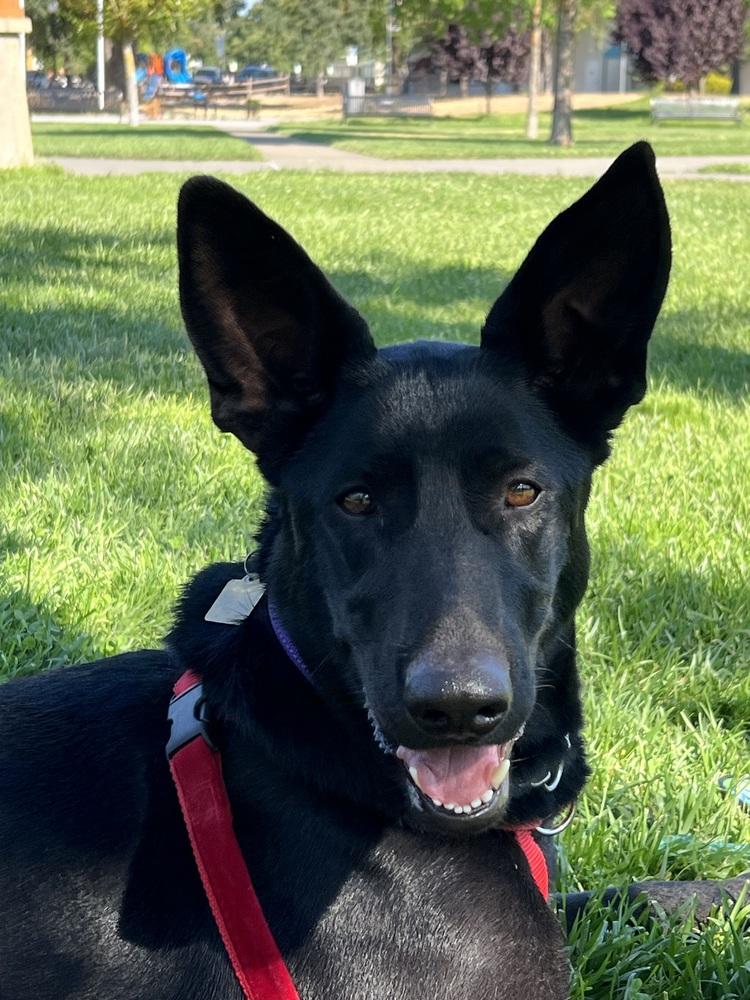 Enlarge Ari, a Adoptable mixed breed in Fulton, CA image 2/6