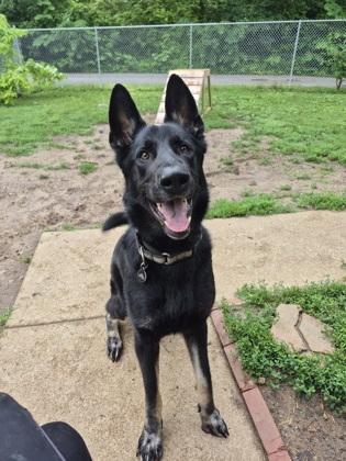 Felix, ADOPTABLE, Adult Male German Shepherd Dog.