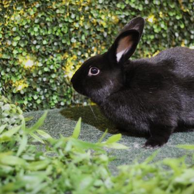 Eldar, Adoptable, Adult Male English Spot & Bunny Rabbit.