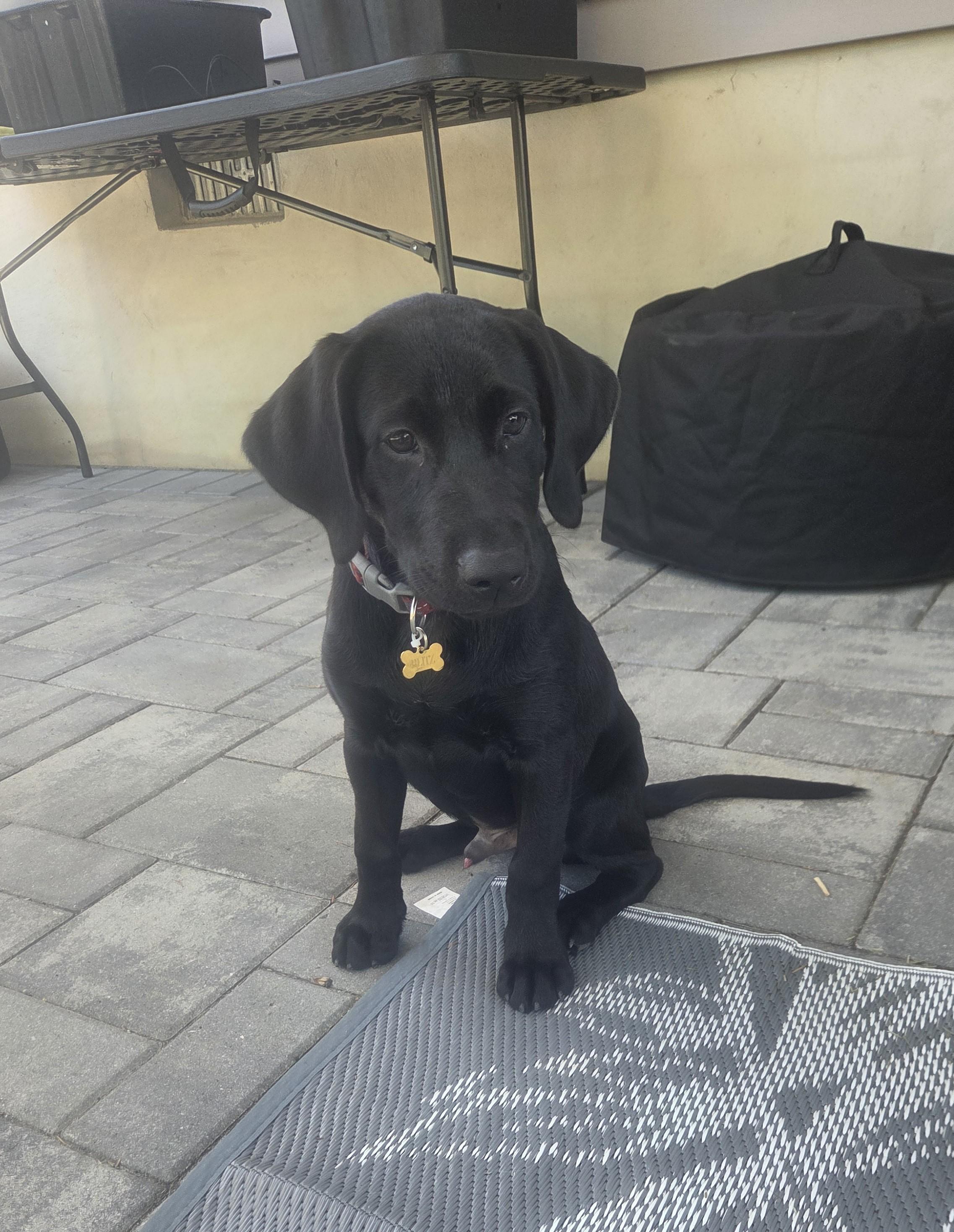 Boss, adopted, Puppy Male Black Labrador Retriever.