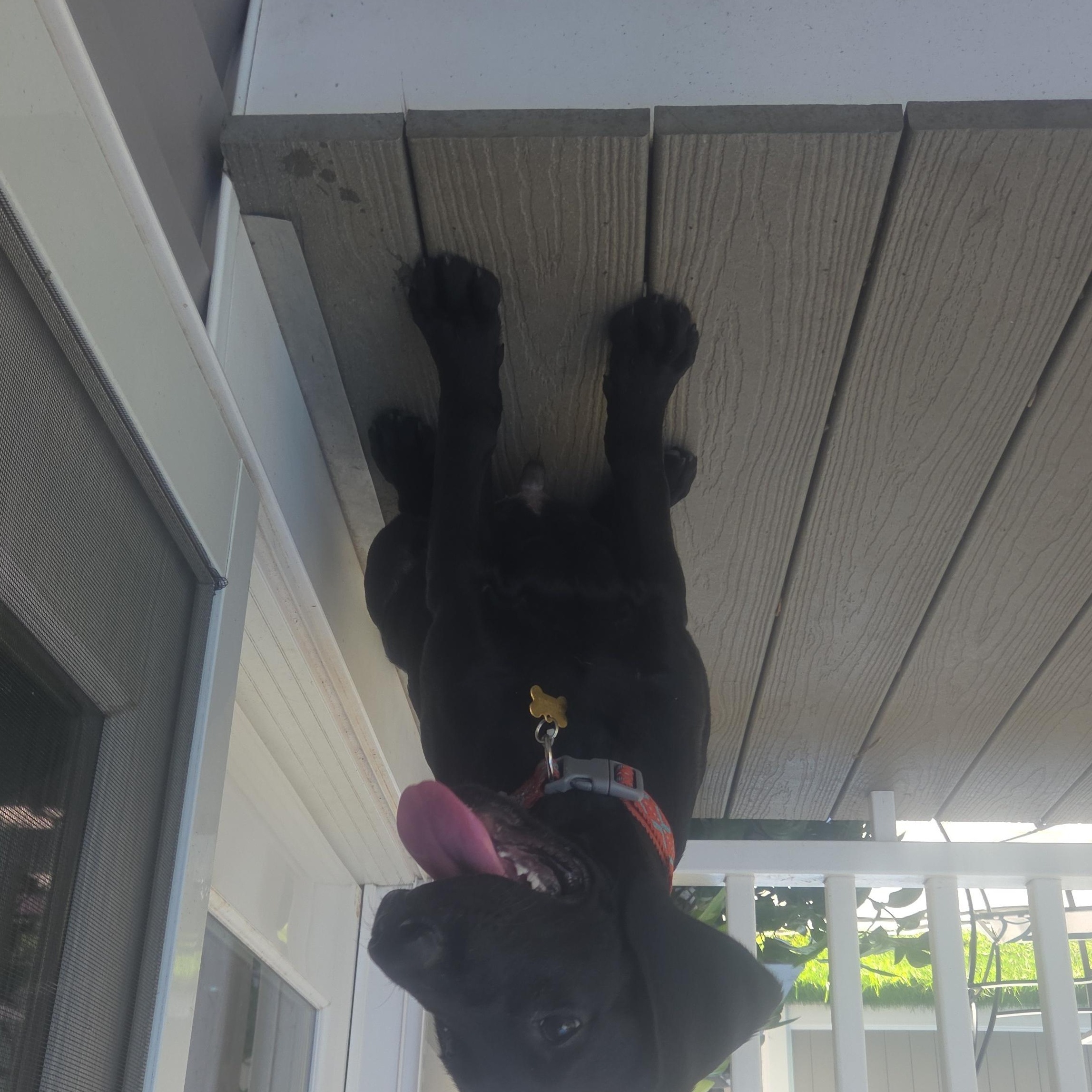 Enlarge Boss, an adopted Black Labrador Retriever in East Brunswick, NJ image 2/2