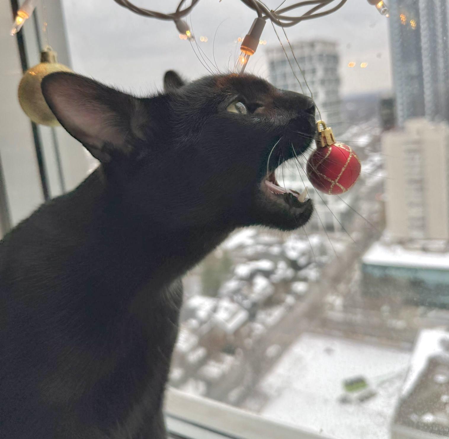 Mellow (bonded with Monkey), Adoptable, Young Male Domestic Short Hair.