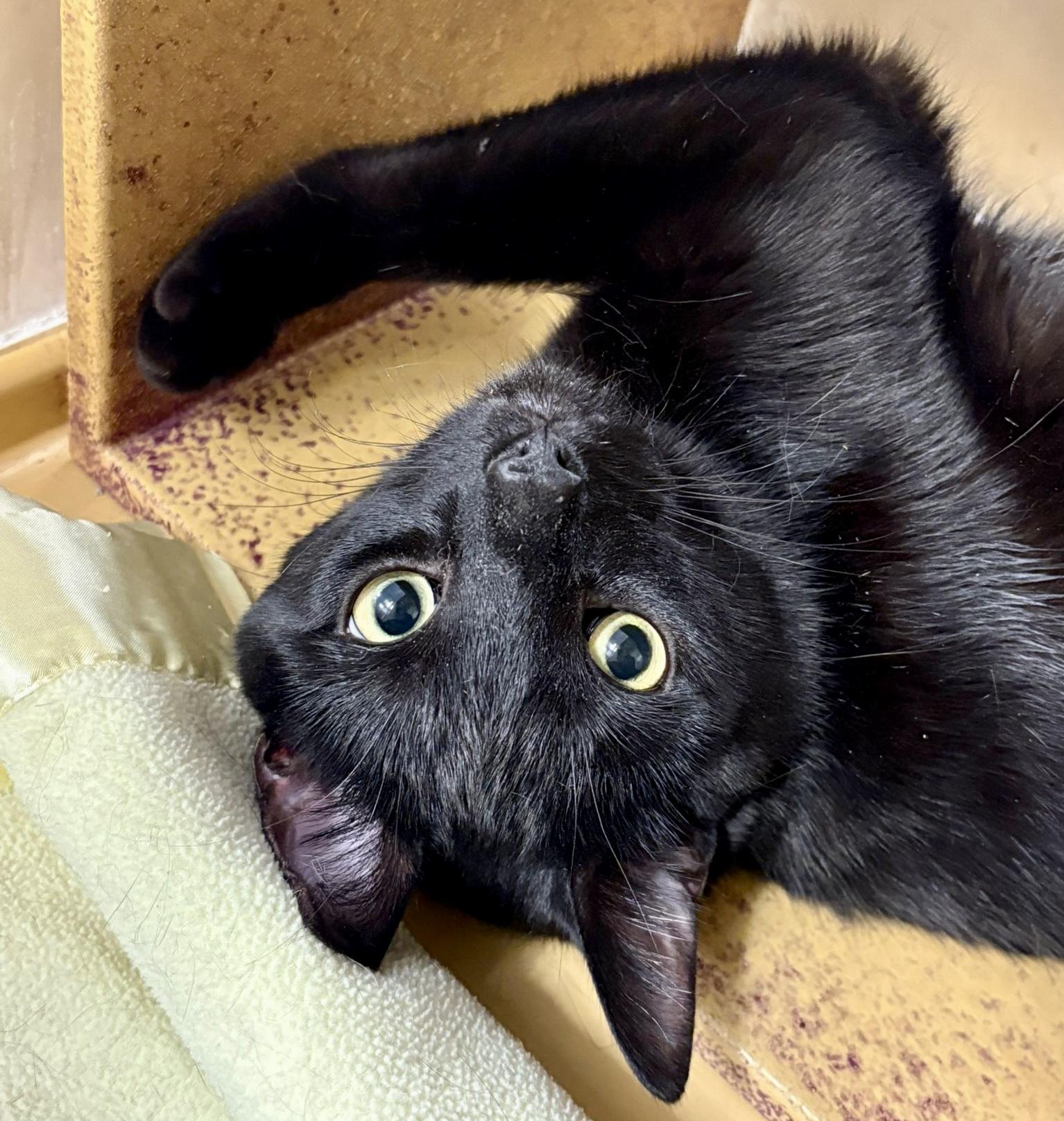 Mellow (bonded with Monkey), Adoptable, Young Male Domestic Short Hair.