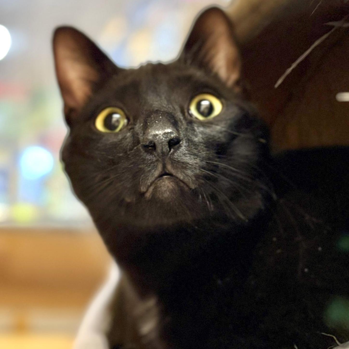 Mellow (bonded with Monkey) — thumbnail 2