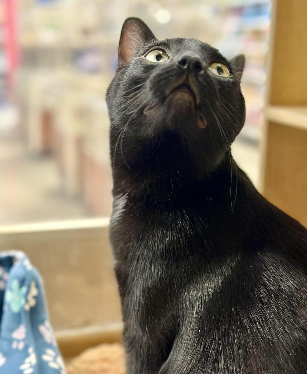 Enlarge Mellow (bonded with Monkey), a Adoptable mixed breed in Toronto, ON image 2/6