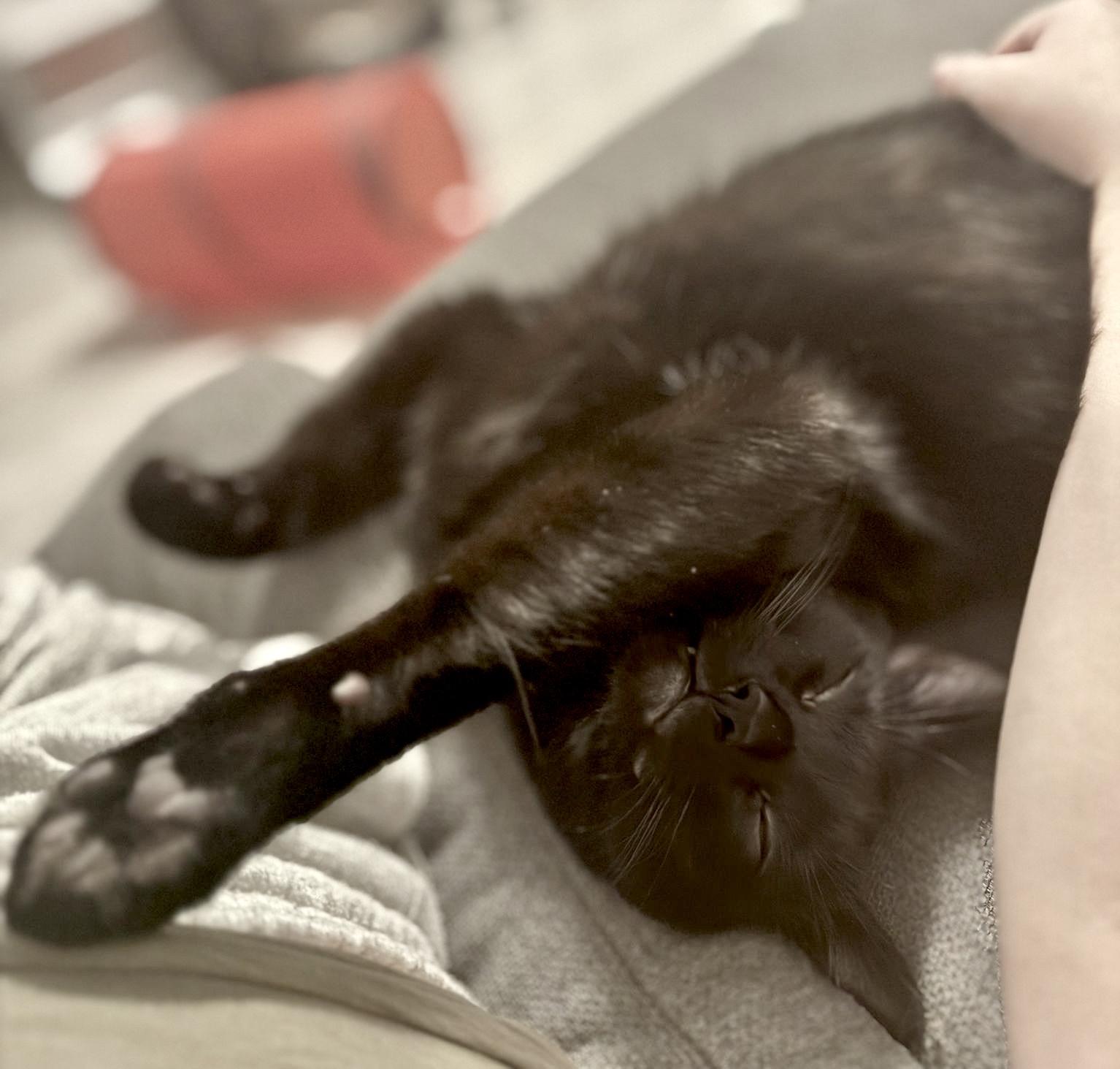 Enlarge Mellow (bonded with Monkey), a Adoptable mixed breed in Toronto, ON image 6/6