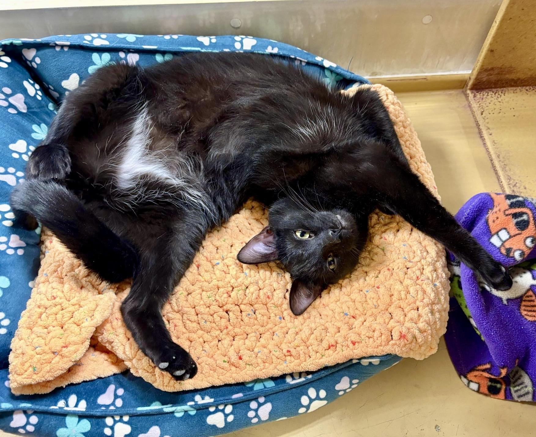 Enlarge Mellow (bonded with Monkey), a Adoptable mixed breed in Toronto, ON image 3/6