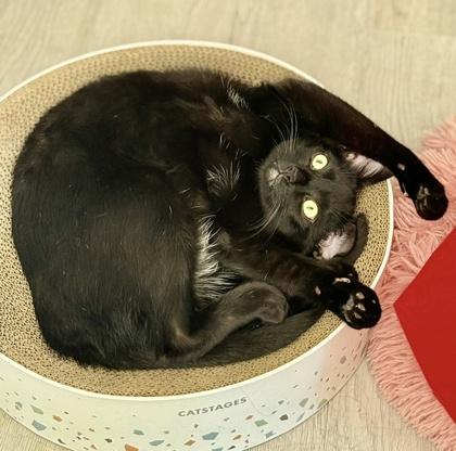 Mellow (bonded with Monkey) — thumbnail 3