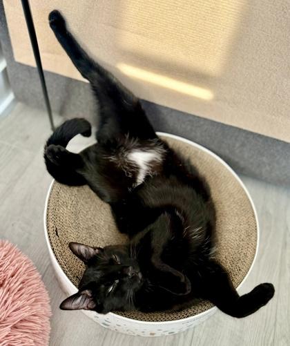 Enlarge Mellow (bonded with Monkey), a Adoptable mixed breed in Toronto, ON image 2/6