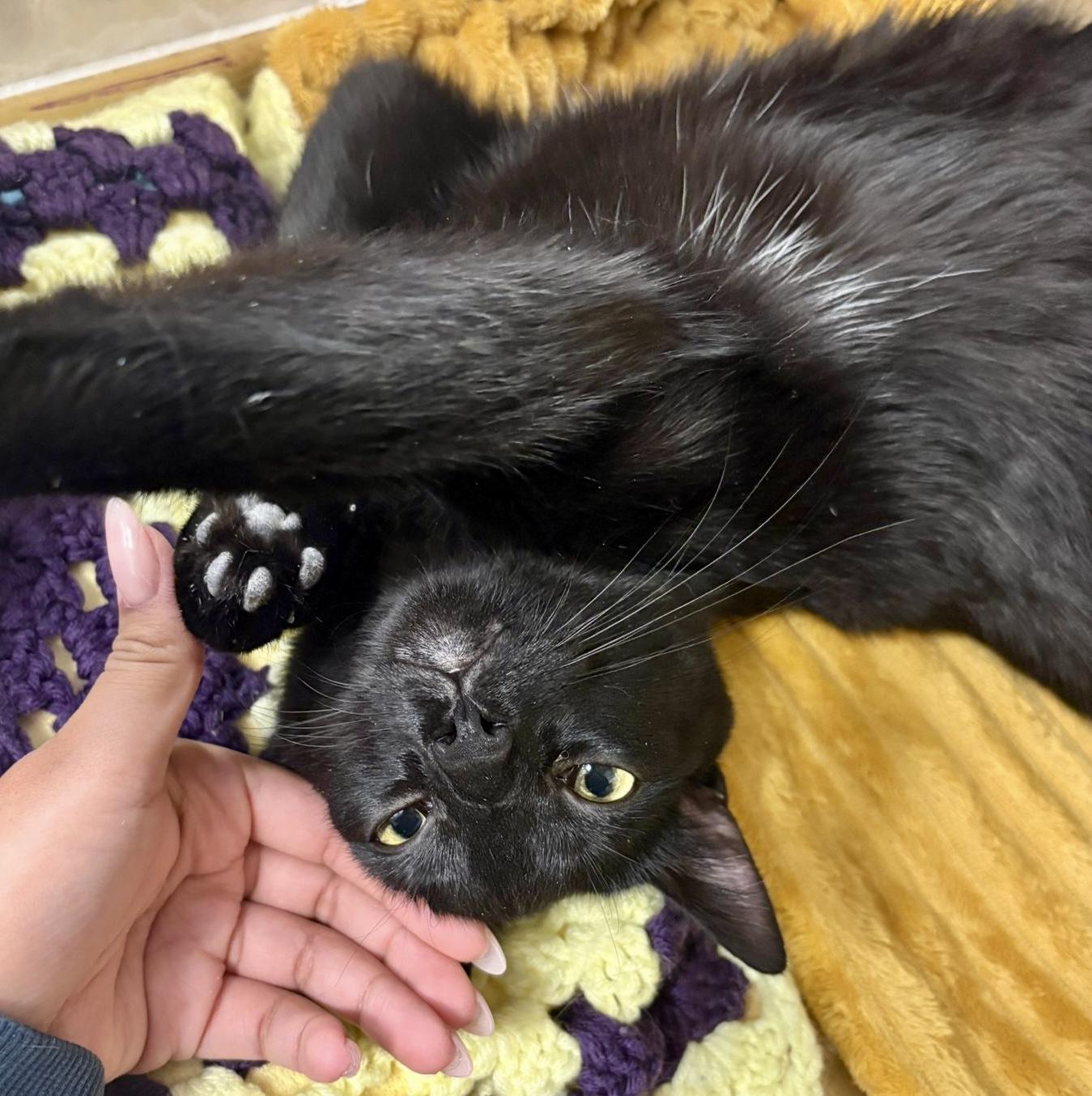 Enlarge Mellow (bonded with Monkey), a Adoptable mixed breed in Toronto, ON image 4/6