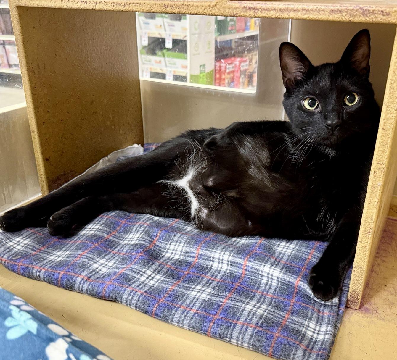 Mellow (bonded with Monkey), Adoptable, Young Male Domestic Short Hair.