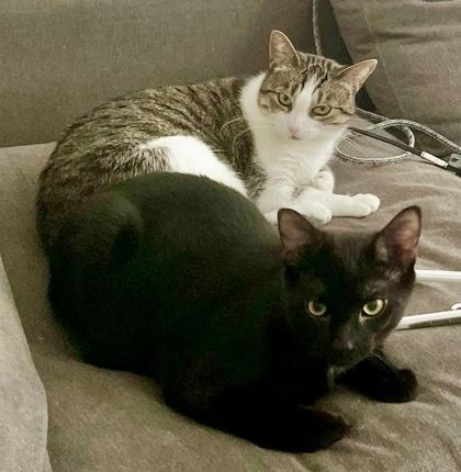 Enlarge Mellow (bonded with Monkey), a Adoptable mixed breed in Toronto, ON image 4/6