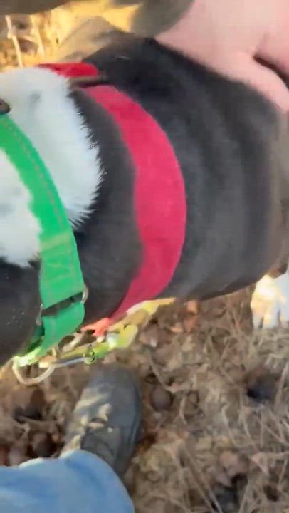 Enlarge Luna , a ADOPTABLE Pit Bull Terrier in Fort Madison, IA video 2/6