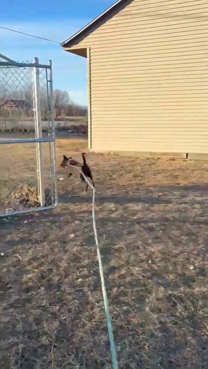 Enlarge Luna , a ADOPTABLE Pit Bull Terrier in Fort Madison, IA video 1/6