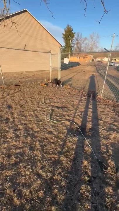 Enlarge Luna , a ADOPTABLE Pit Bull Terrier in Fort Madison, IA video 3/6