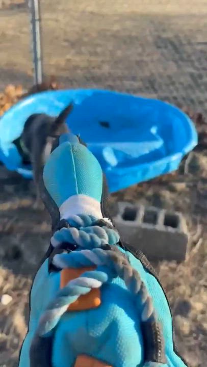 Enlarge Luna , a ADOPTABLE Pit Bull Terrier in Fort Madison, IA video 6/6