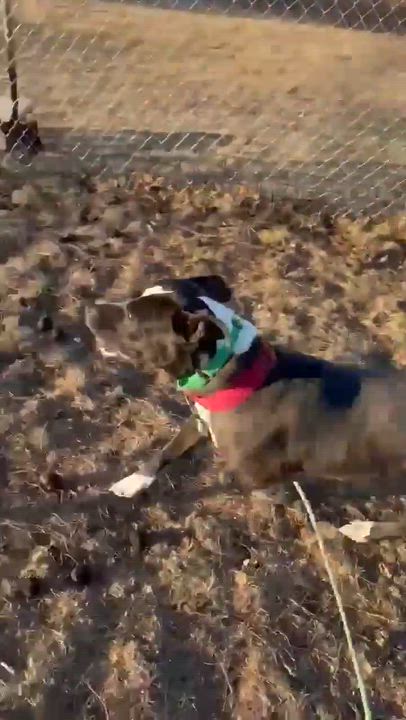 Enlarge Luna , a ADOPTABLE Pit Bull Terrier in Fort Madison, IA video 4/6