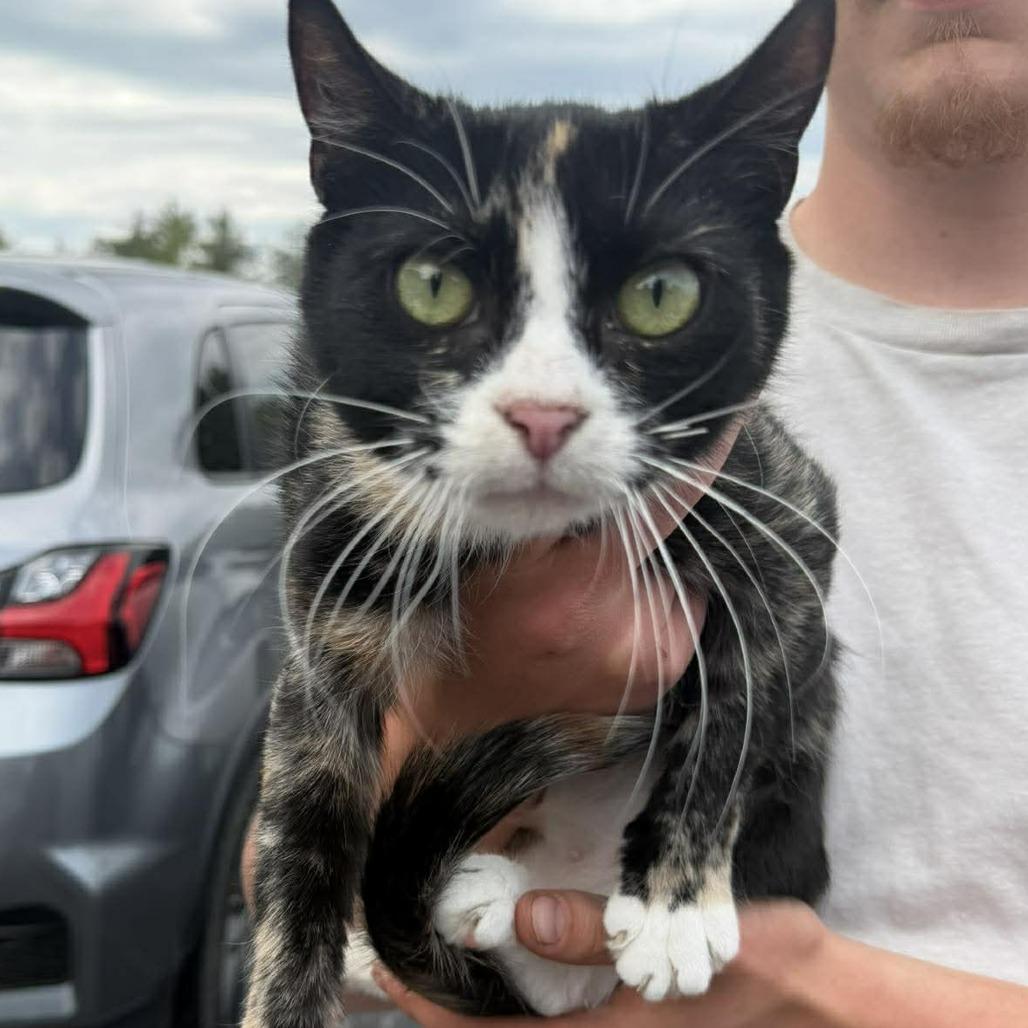 Tia, Adoptable, Adult Female Domestic Short Hair.