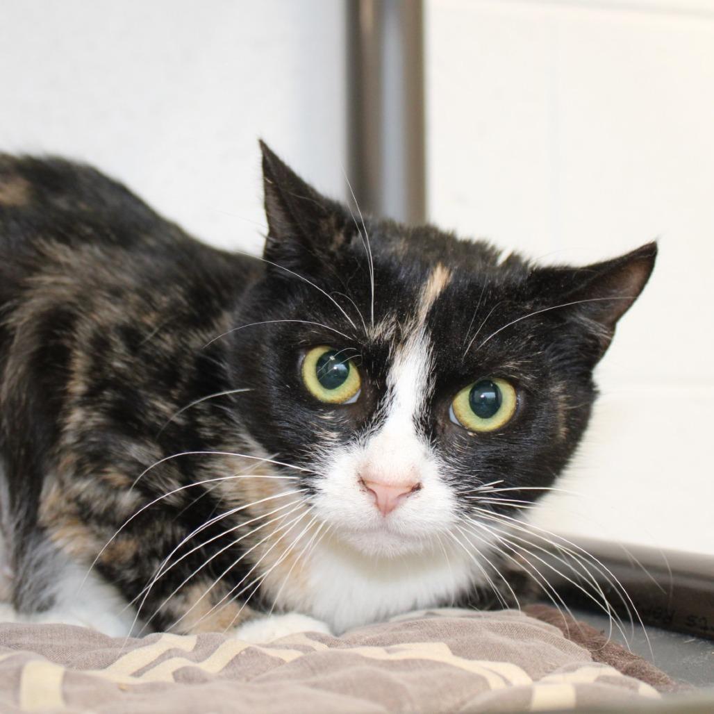 Tia, a Adoptable Domestic Short Hair in Rocky Mount, VA image 2/2
