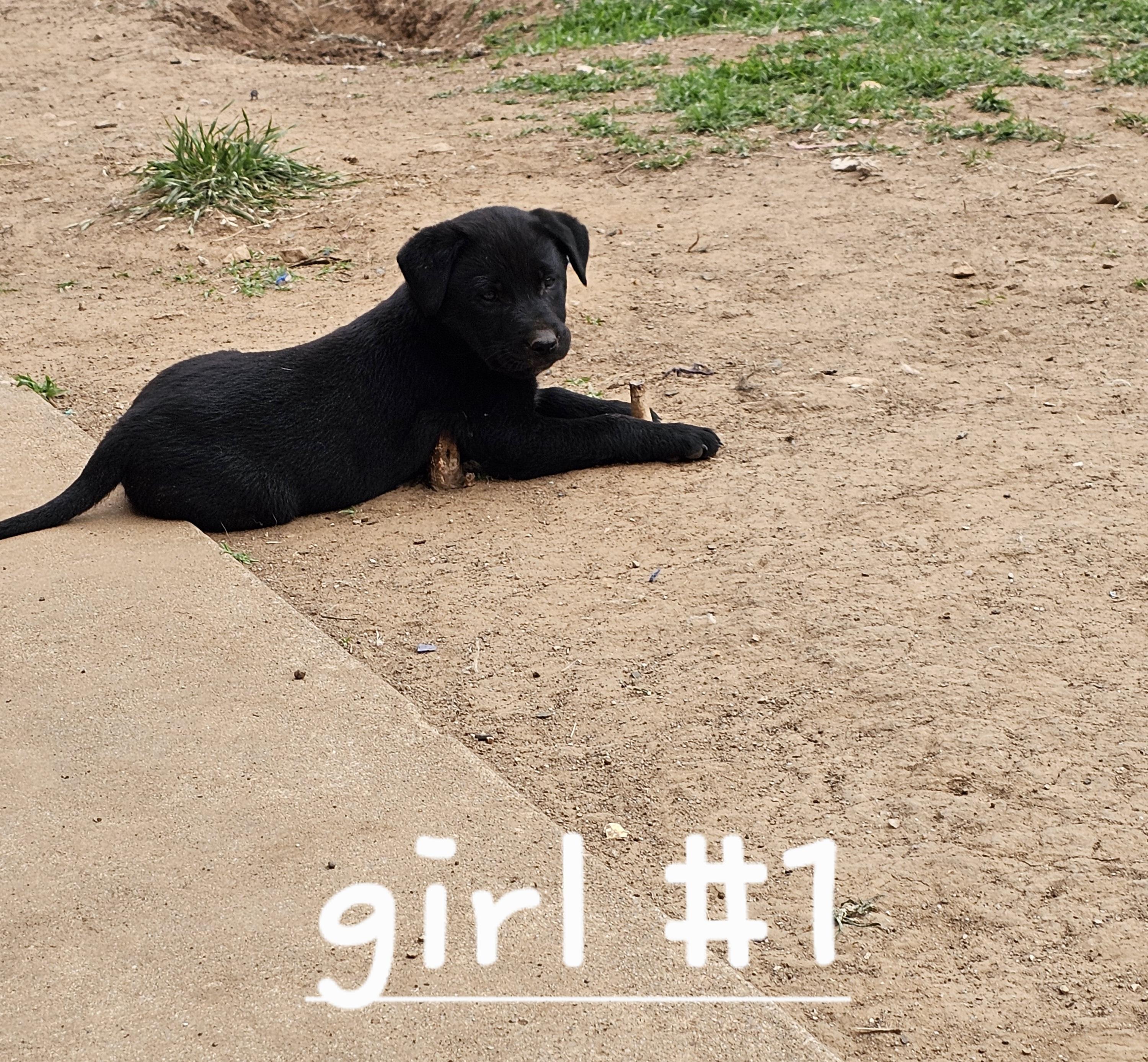 Lex, ADOPTABLE, Puppy Female Australian Cattle Dog / Blue Heeler & Black Labrador Retriever.