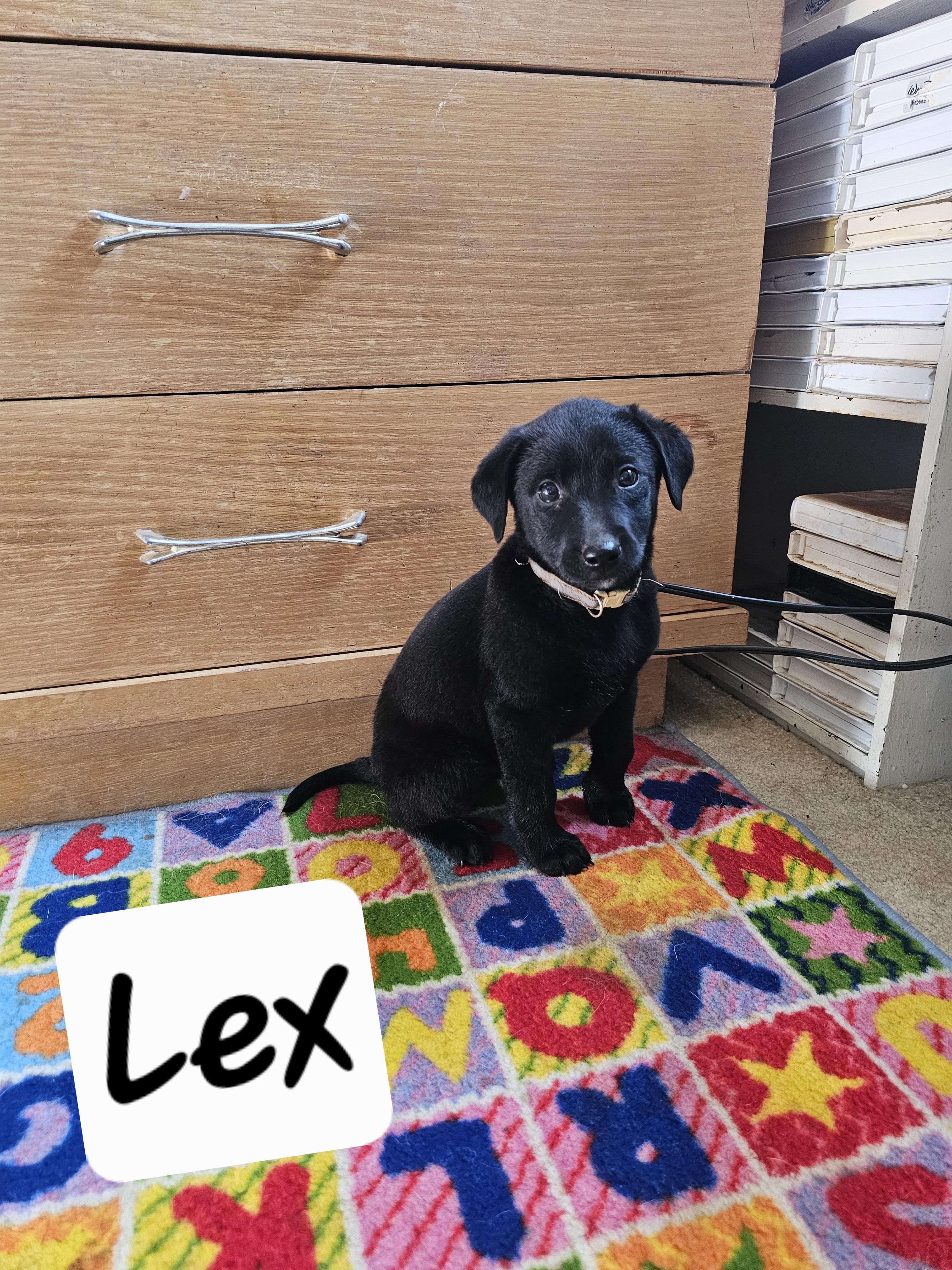 Lex, a ADOPTABLE mixed breed in Cleveland, OK image 2/2