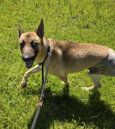 Happy, an adoptable Siberian Husky in Red Bluff, CA, 96080 | Photo Image 6